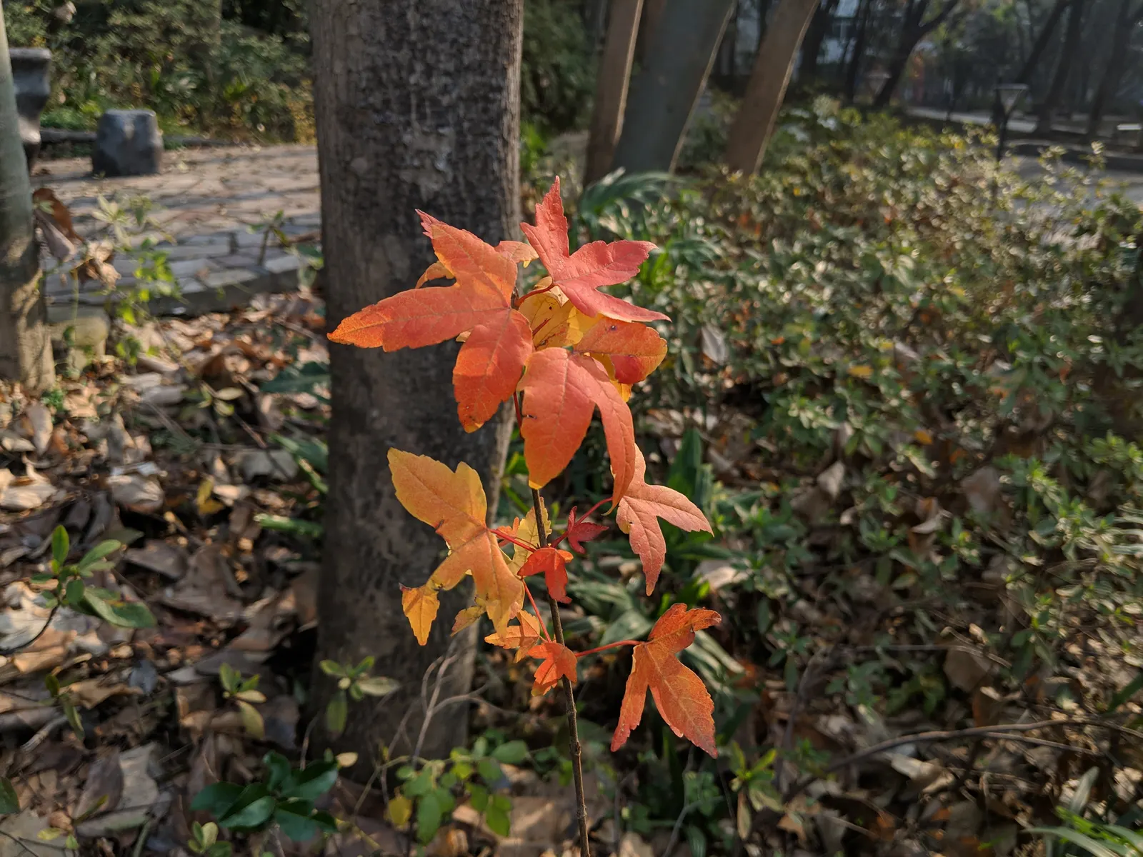 Trident Maple (Acer Buergerianum) — due to its tolerance of pollution and confined spaces.<br><br>For the client; tree with orange and red blooms, image 82
