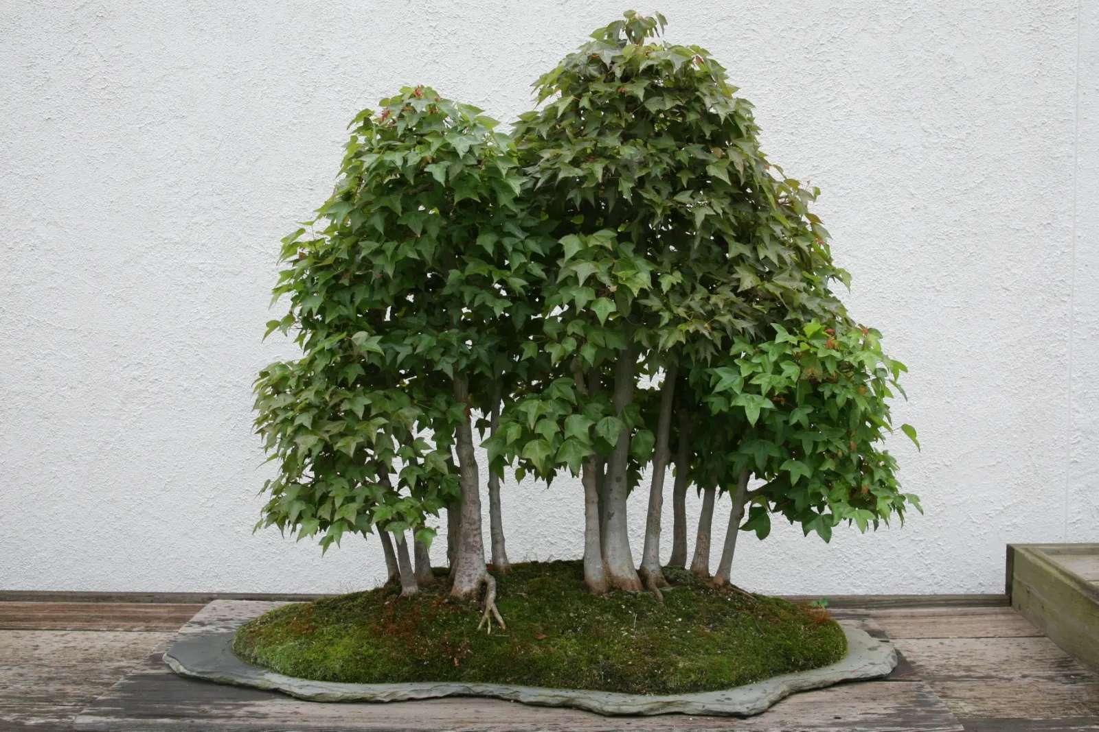 Trident Maple (Acer Buergerianum) — Hardy in USDA zones 5-9, it reaches 20-35 feet in height with a spread of 20-30 feet; with modest watering, image 69