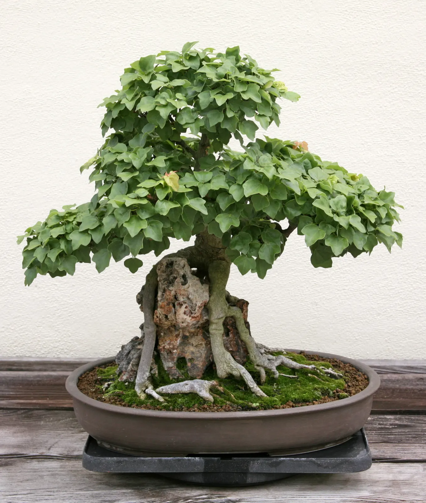 Trident Maple (Acer Buergerianum) — Its unique, exfoliating bark adds winter interest, peeling away to reveal a mosaic of gray, orange, and brown