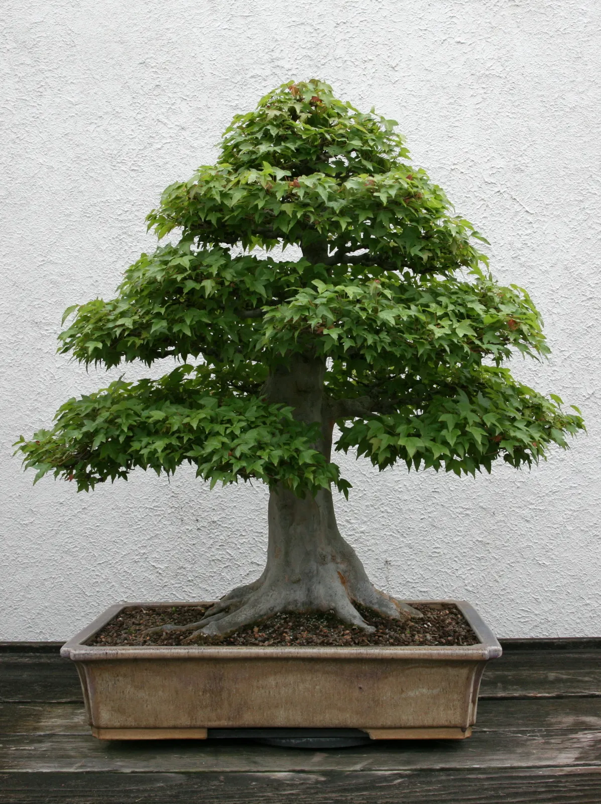 Trident Maple (Acer Buergerianum) — Its moderate growth rate and compact roots make it a prime choice for urban environments; it isn't overly fussy, image 59