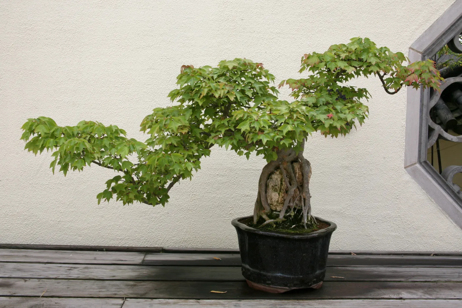 Trident Maple (Acer Buergerianum) — transitioning from a glossy green in the spring and summer; due to its tolerance of pollution and confined, image 53