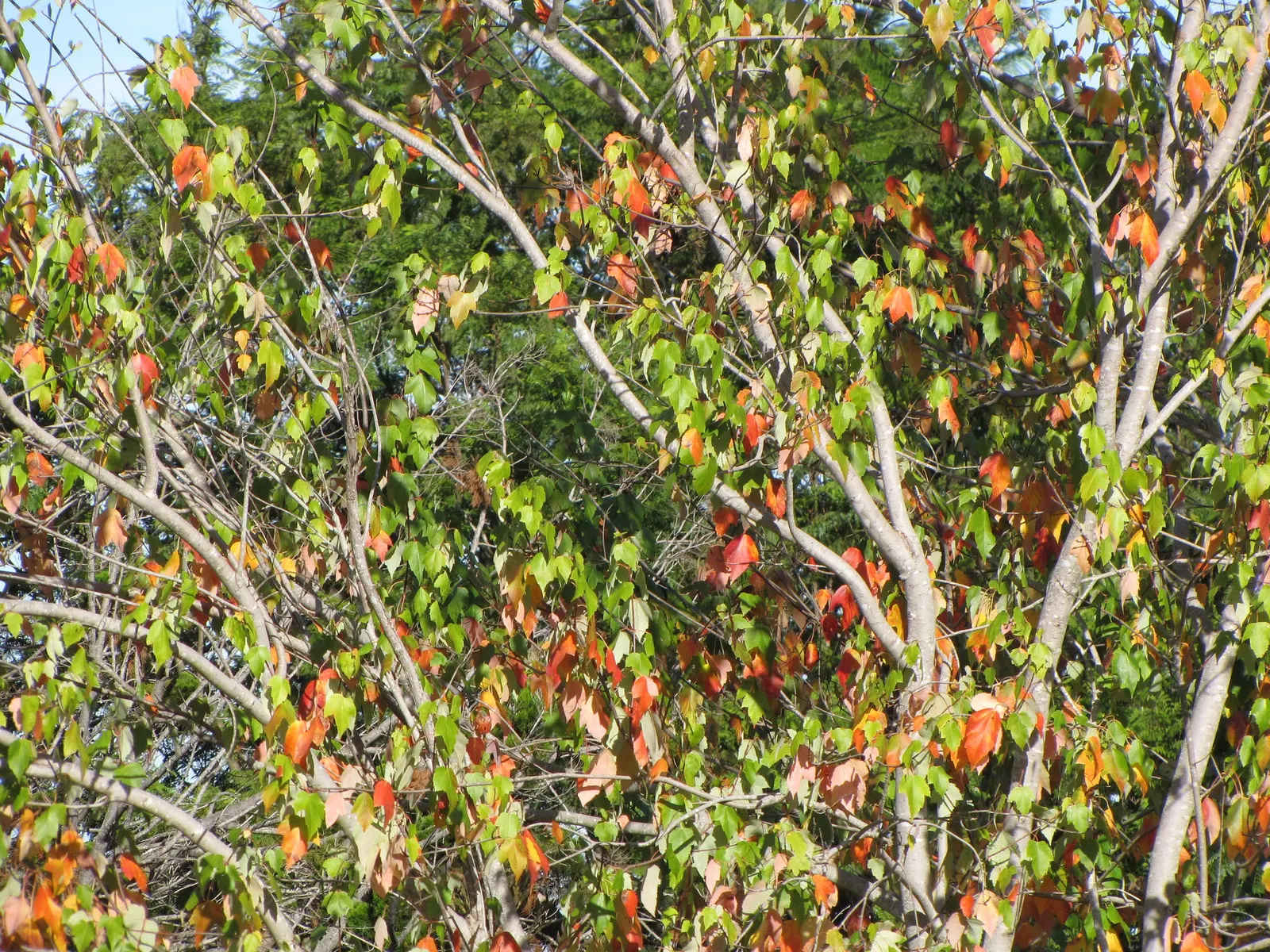 Trident Maple (Acer Buergerianum) — tree with orange and red blooms