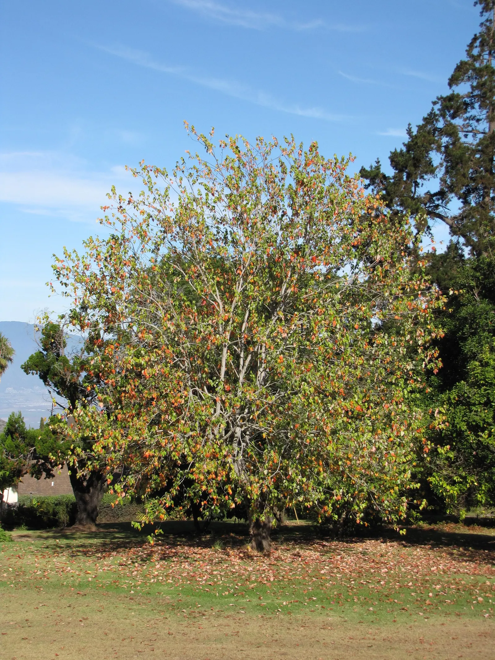 Trident Maple (Acer Buergerianum) — Adaptable to various soils, it requires full sun to partial shade