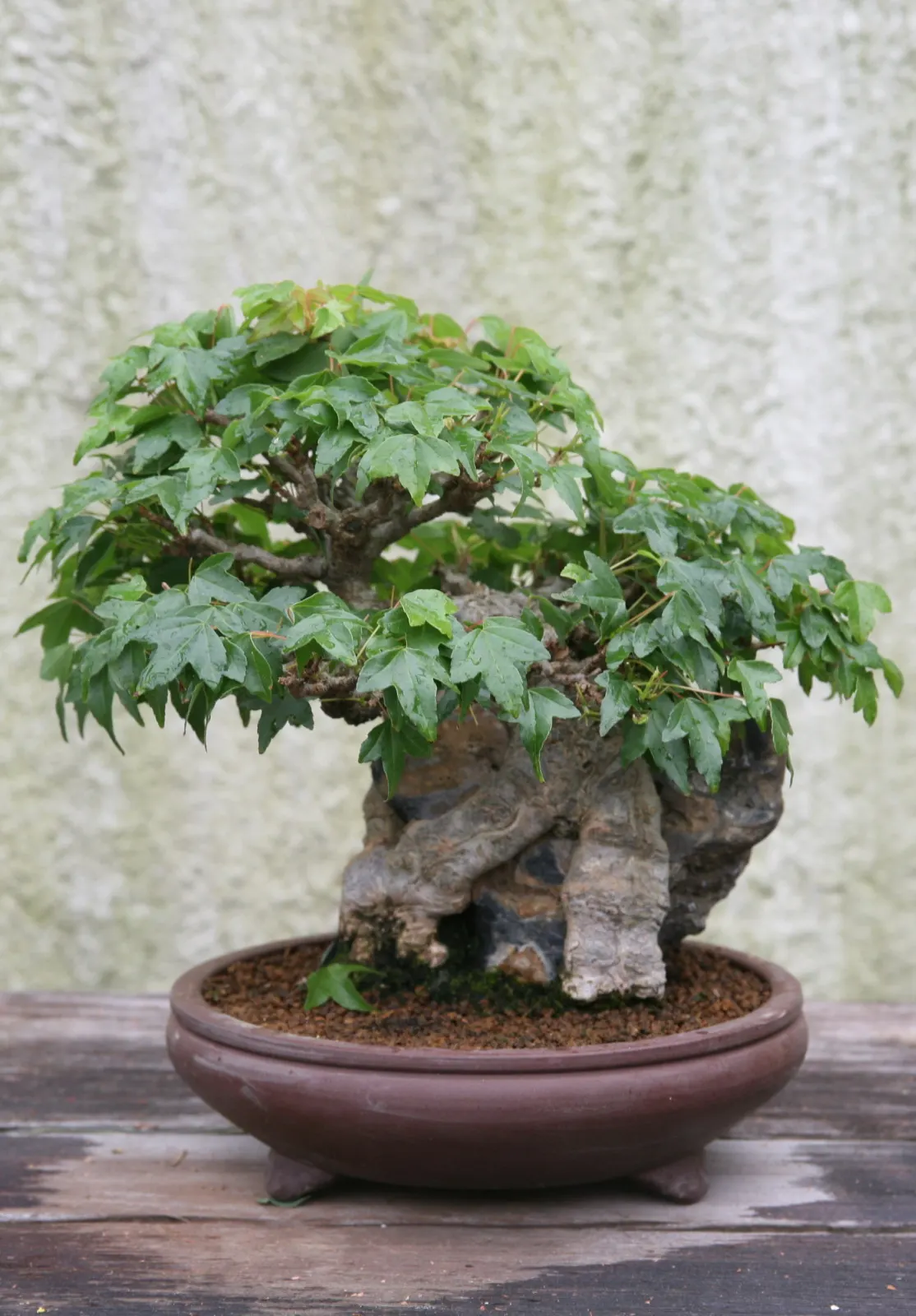 Trident Maple (Acer Buergerianum) — With modest watering needs once established; preferring full sun to partial shade exposure, image 62
