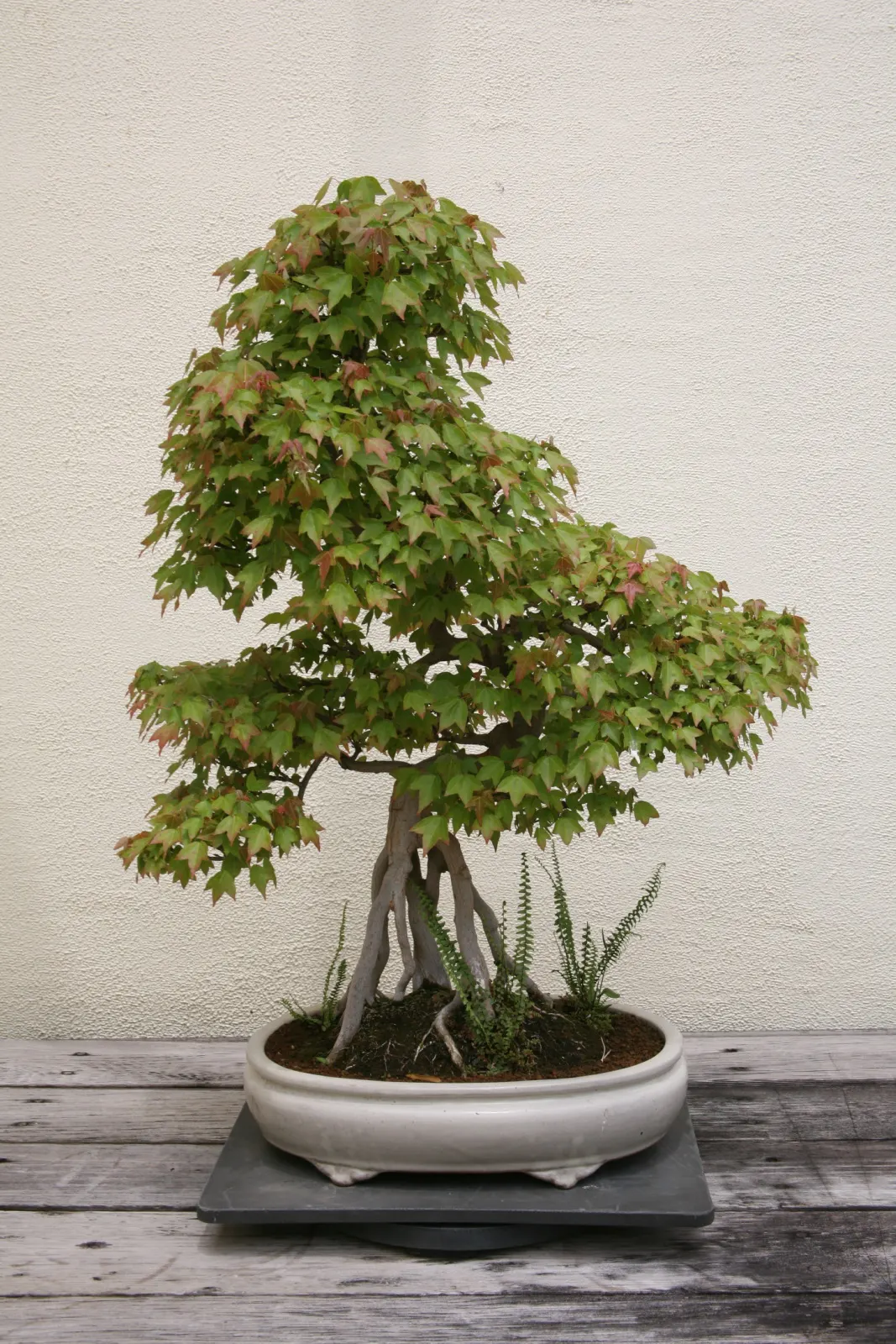 Trident Maple (Acer Buergerianum) — The Trident Maple (Acer buergerianum) is a versatile deciduous tree; adaptable to various soils, it requires, image 67