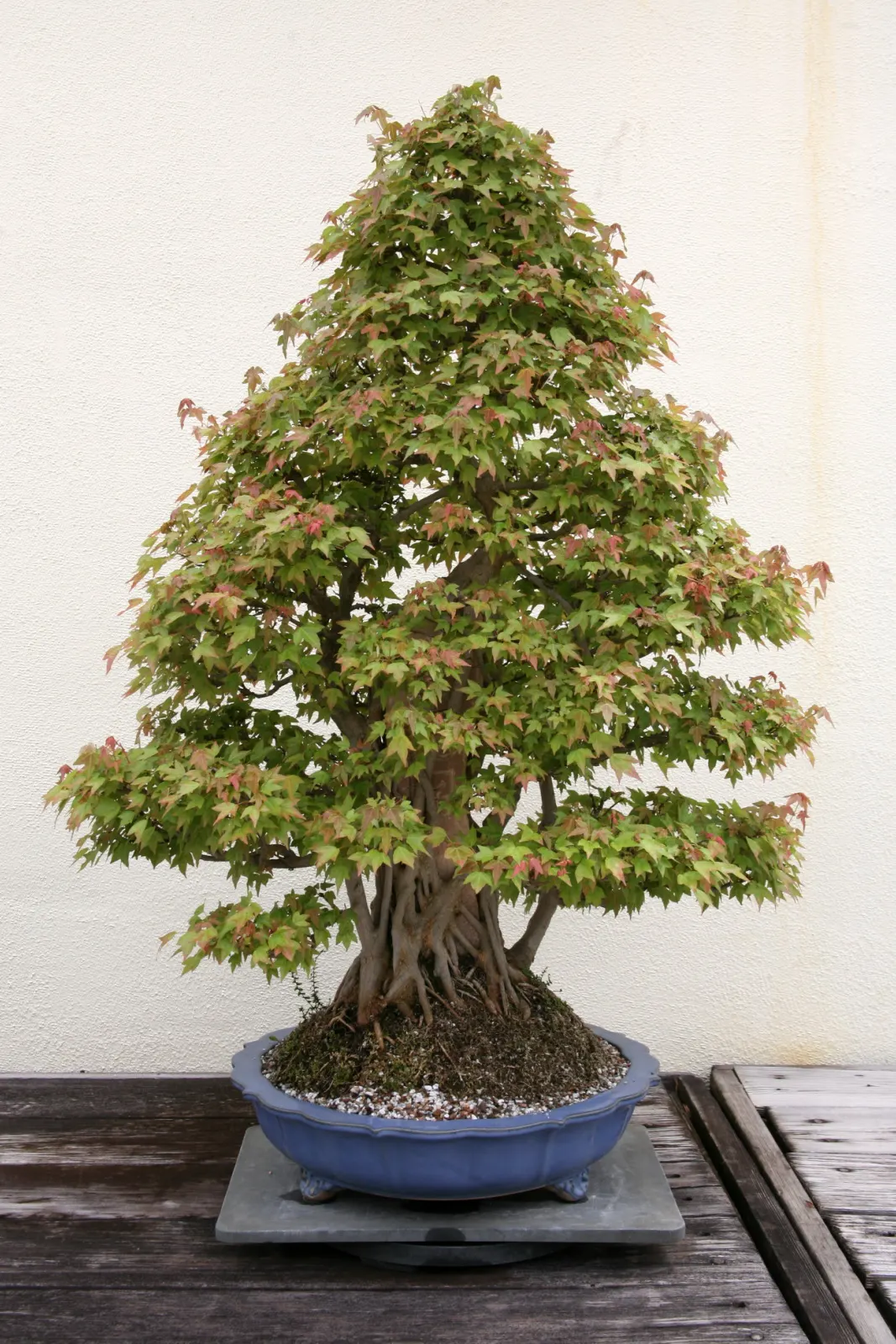 Trident Maple (Acer Buergerianum) — scientifically known as Acer buergerianum; to vibrant shades of yellow, image 49