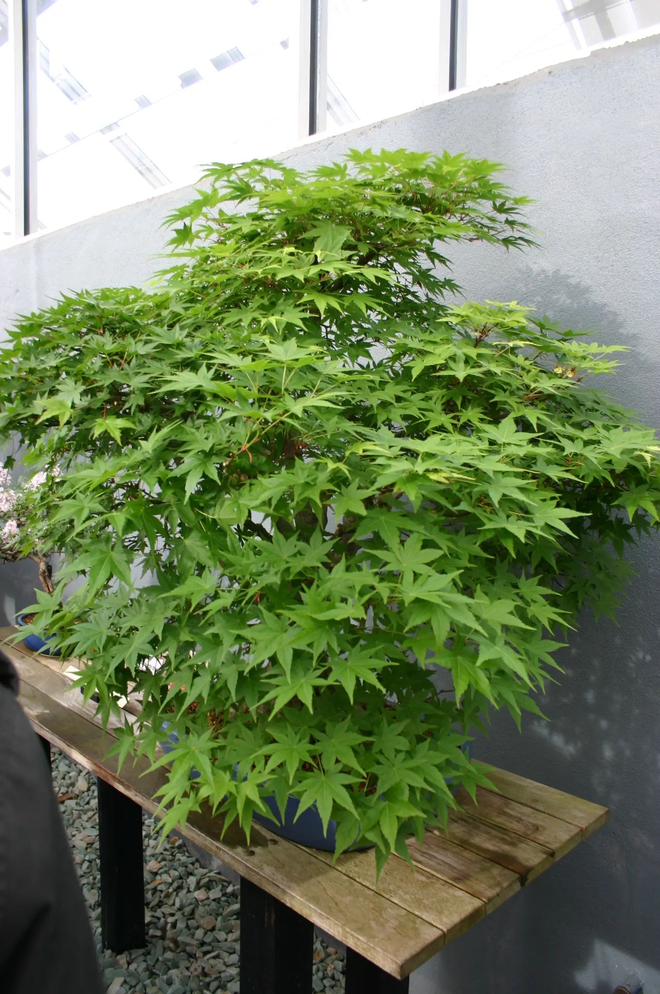 Trident Maple (Acer Buergerianum) — A noteworthy characteristic is its three-lobed leaves; treasured for its trident-shaped leaves and striking, image 51