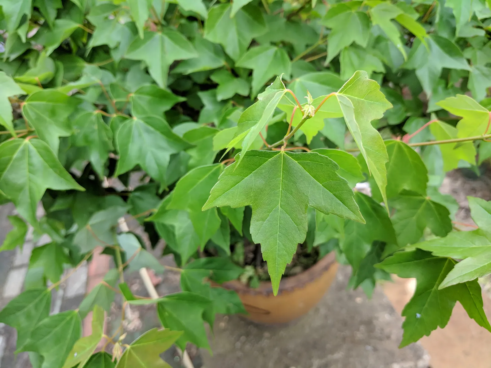 Trident Maple (Acer Buergerianum) — transitioning from a glossy green in the spring and summer; due to its tolerance of pollution and confined, image 75