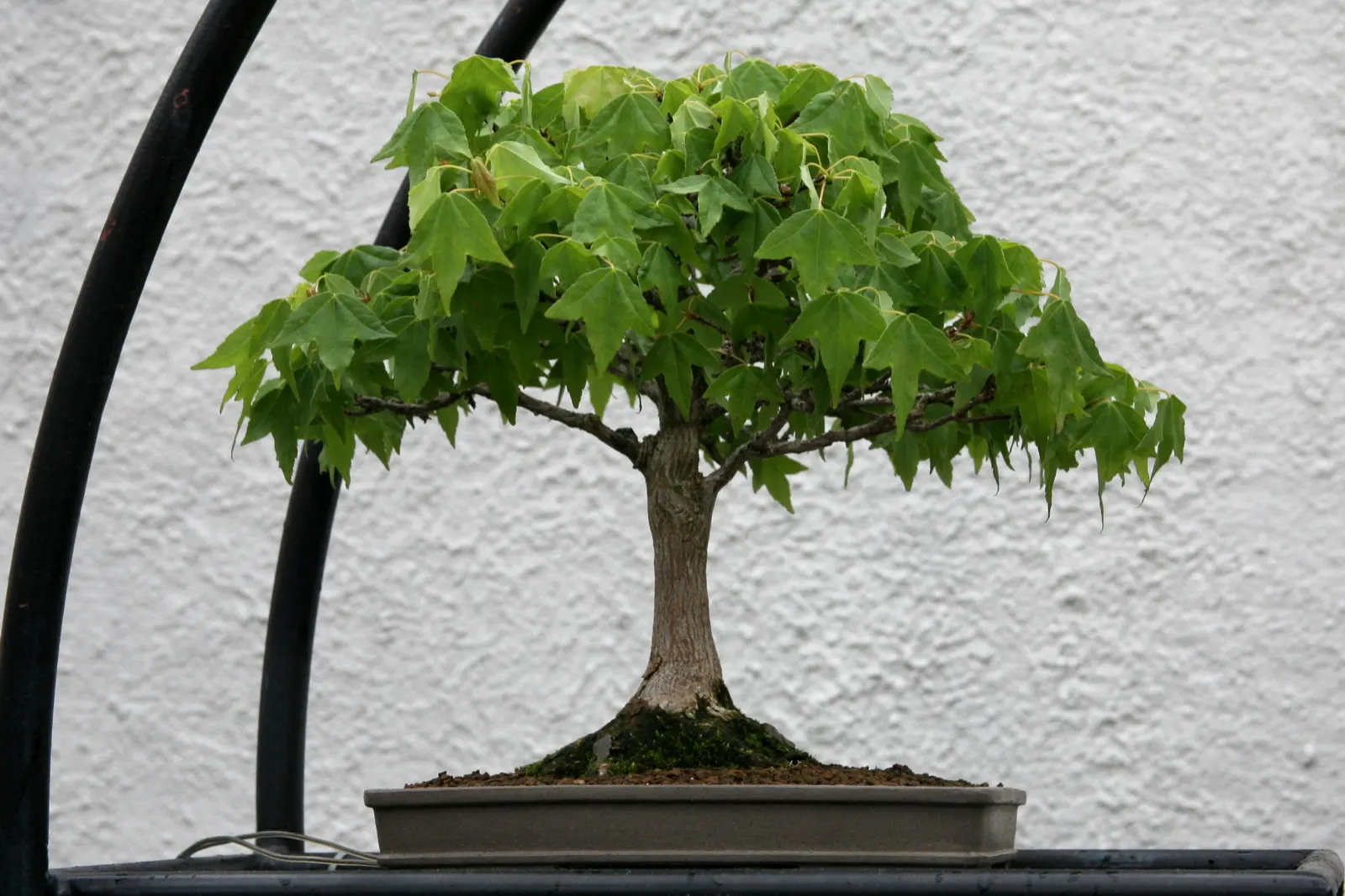 Trident Maple (Acer Buergerianum) — Its unique, exfoliating bark adds winter interest, peeling away to reveal a mosaic of gray, orange, and brown, image 61
