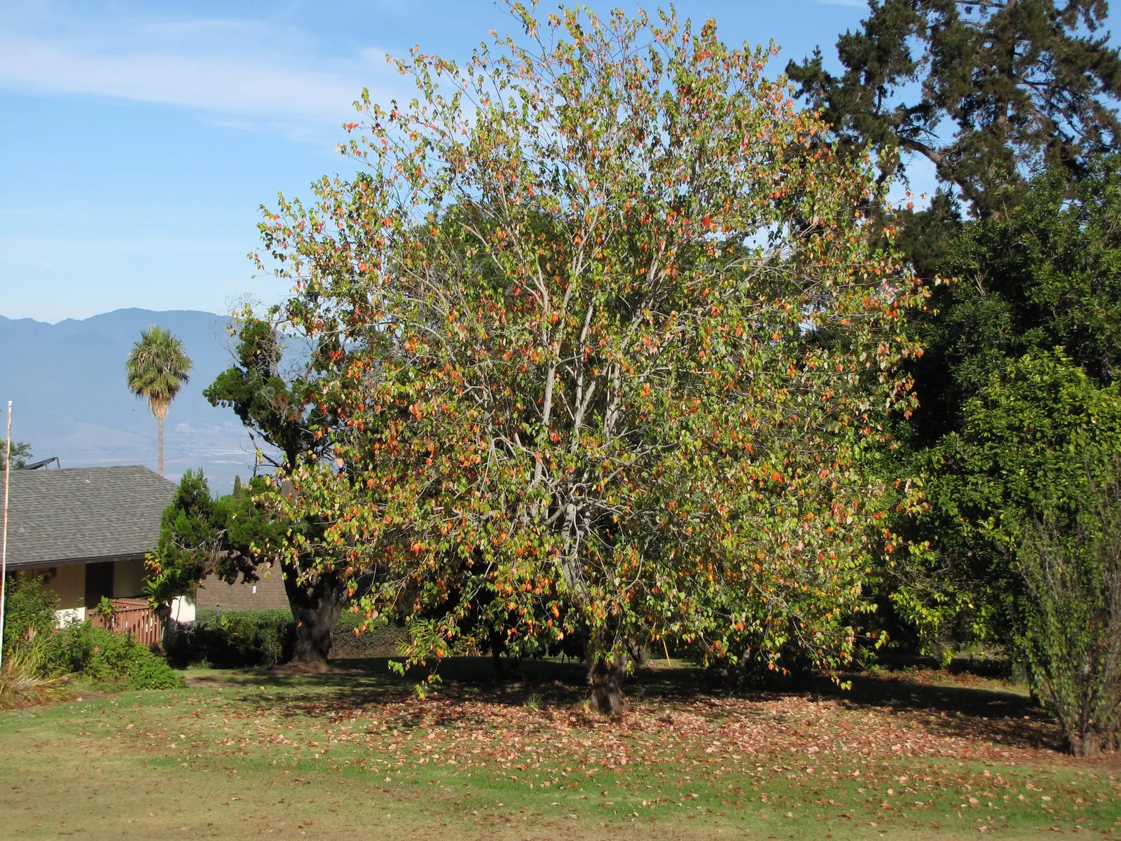 Trident Maple (Acer Buergerianum) — to vibrant shades of yellow