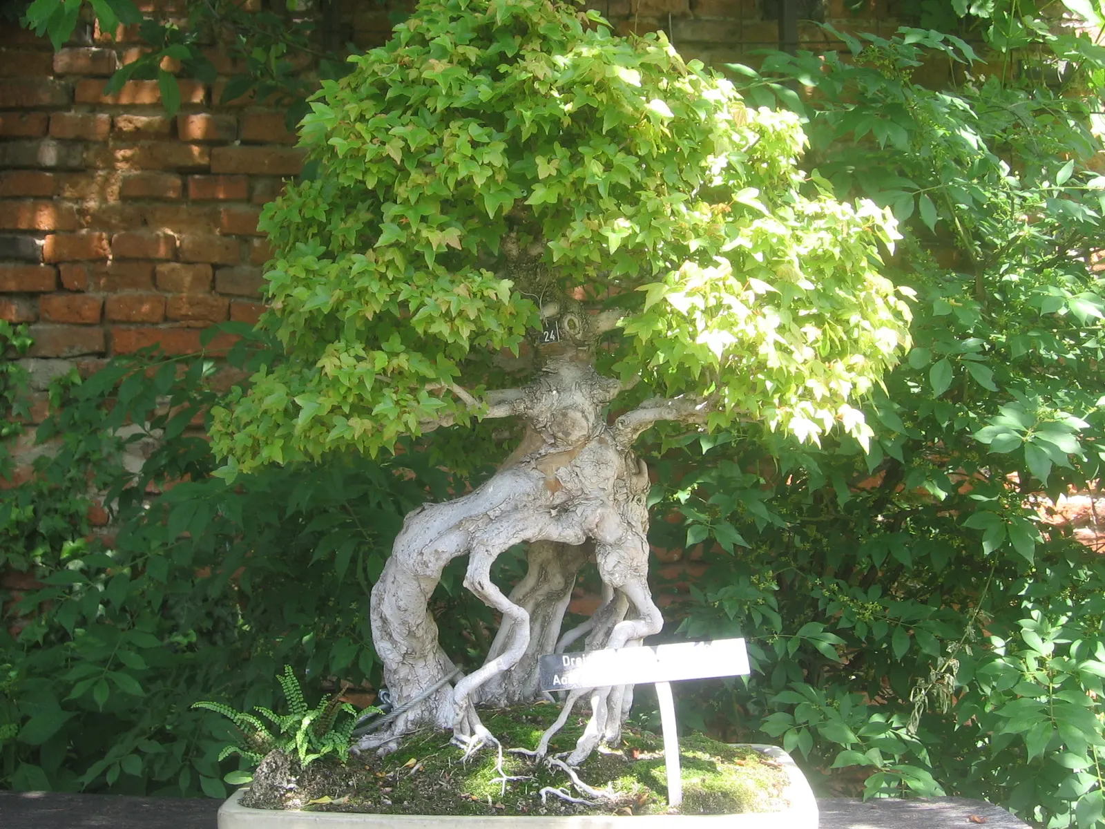 Trident Maple (Acer Buergerianum) — due to its tolerance of pollution and confined spaces.<br><br>For the client