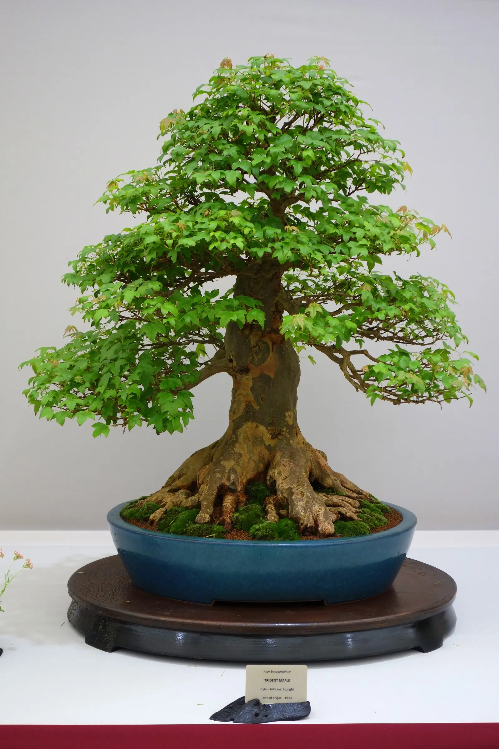 Trident Maple (Acer Buergerianum) — Adaptable to various soils, it requires full sun to partial shade; hardy in USDA zones 5-9, it reaches 20-35, image 70