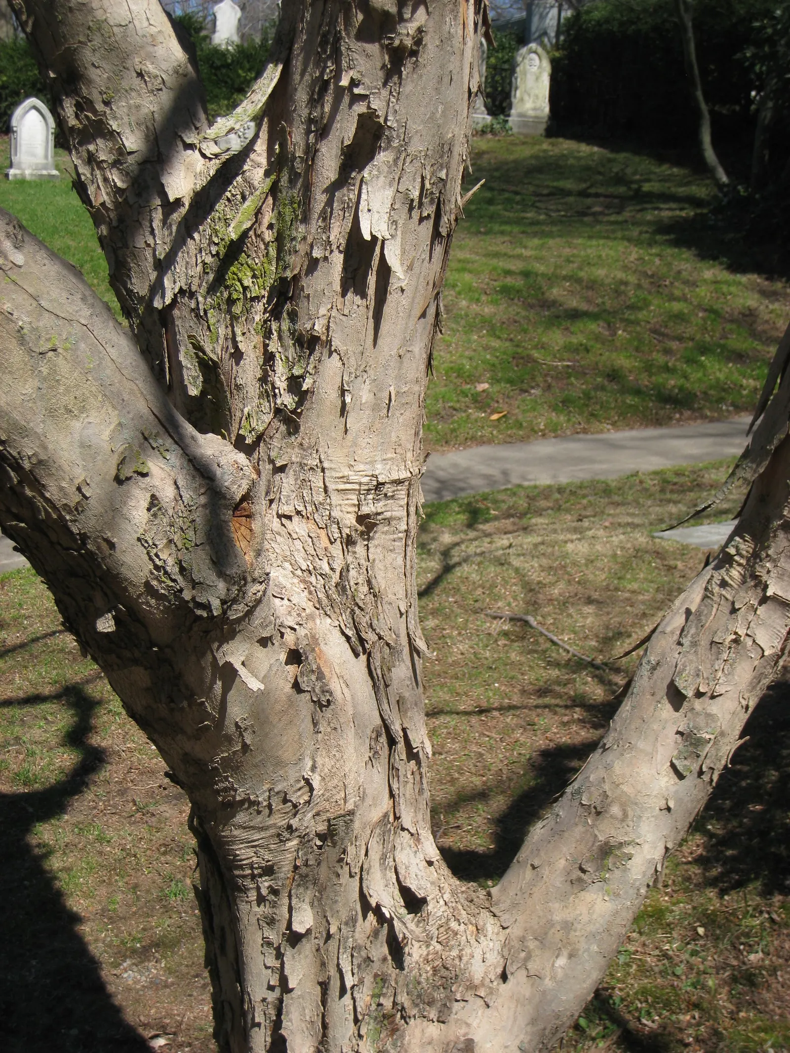 Trident Maple (Acer Buergerianum) — preferring full sun to partial shade exposure; tree for full, image 57