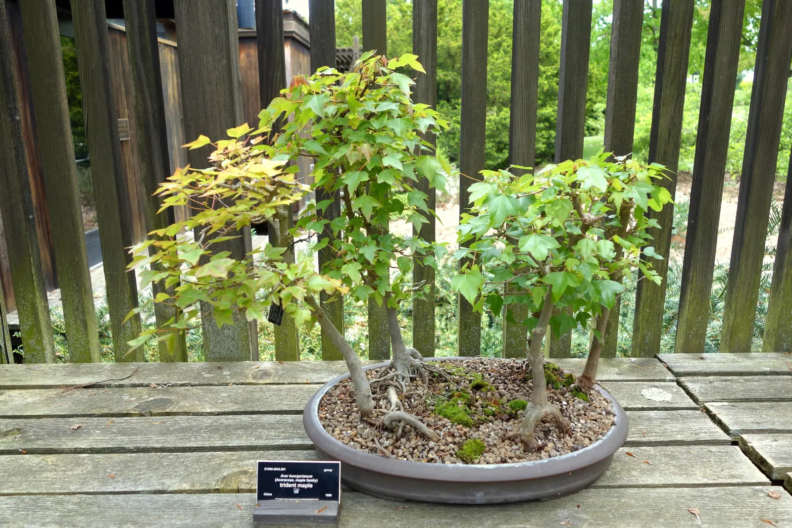 Trident Maple (Acer Buergerianum) — which exhibit a splendid display of color transformation