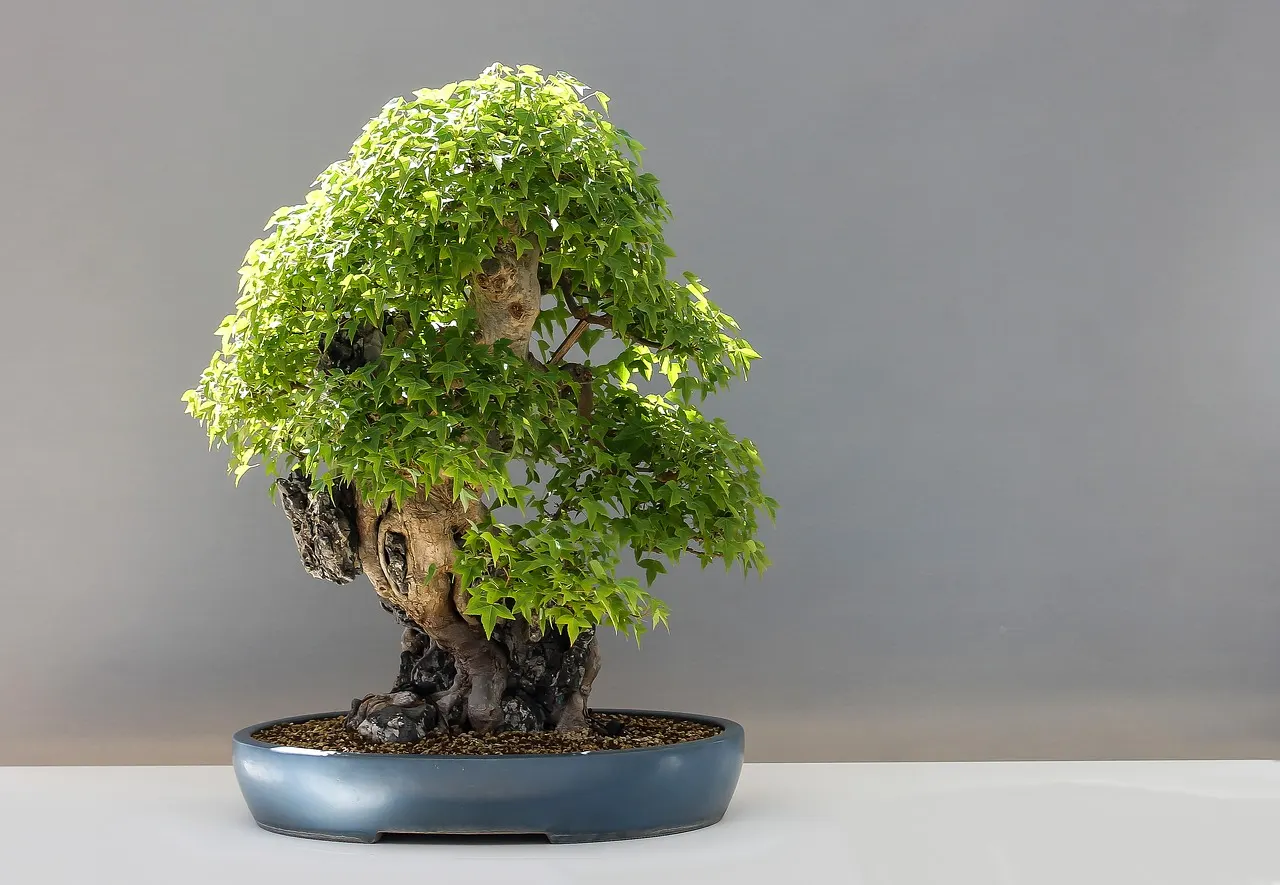 Trident Maple (Acer Buergerianum) — The Trident Maple (Acer buergerianum) is a versatile deciduous tree; adaptable to various soils, it requires full sun to