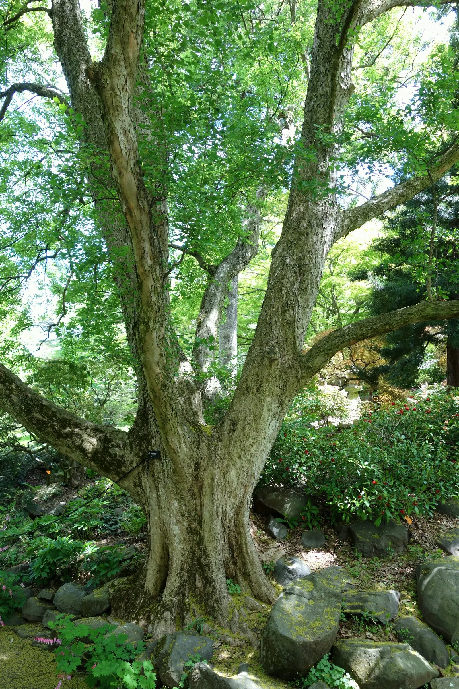 Trident Maple (Acer Buergerianum) — Hardy in USDA zones 5-9, it reaches 20-35 feet in height with a spread of 20-30 feet; with modest watering, image 47