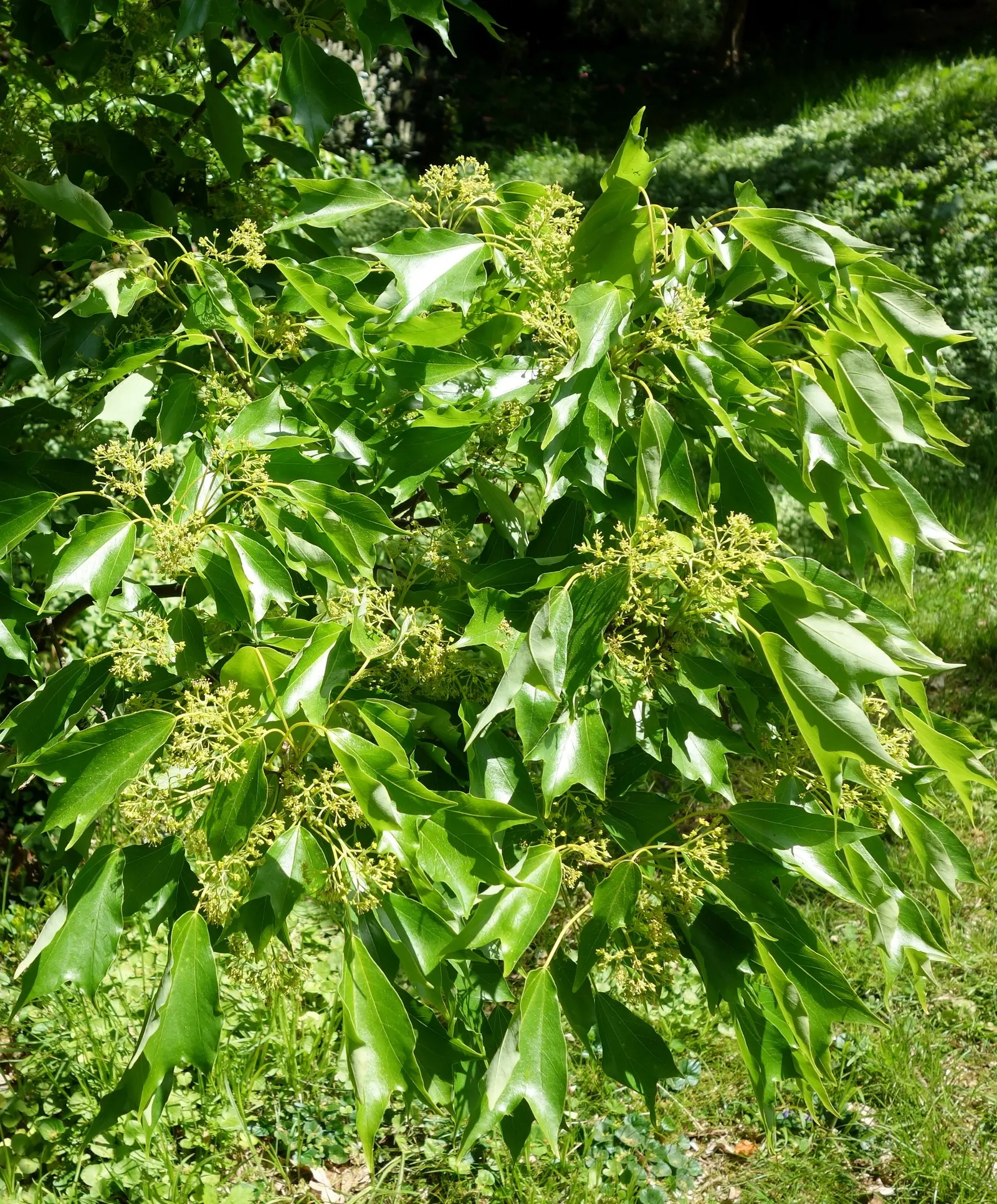 Trident Maple (Acer Buergerianum) — Its moderate growth rate and compact roots make it a prime choice for urban environments; it isn't overly fussy about soil