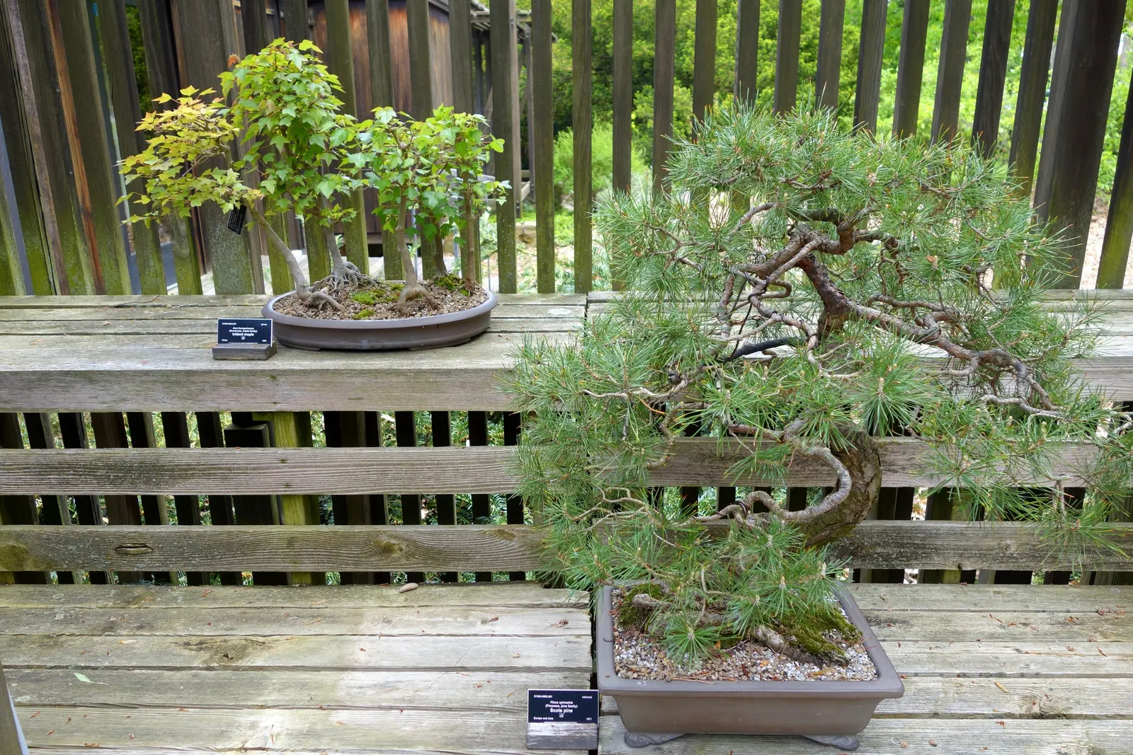 Trident Maple (Acer Buergerianum) — preferring full sun to partial shade exposure