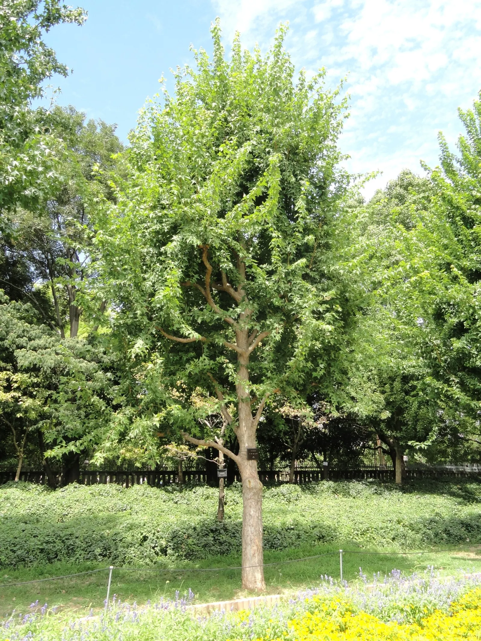 Trident Maple (Acer Buergerianum) — to vibrant shades of yellow; the Trident Maple (Acer buergerianum) is a versatile deciduous tree, image 54