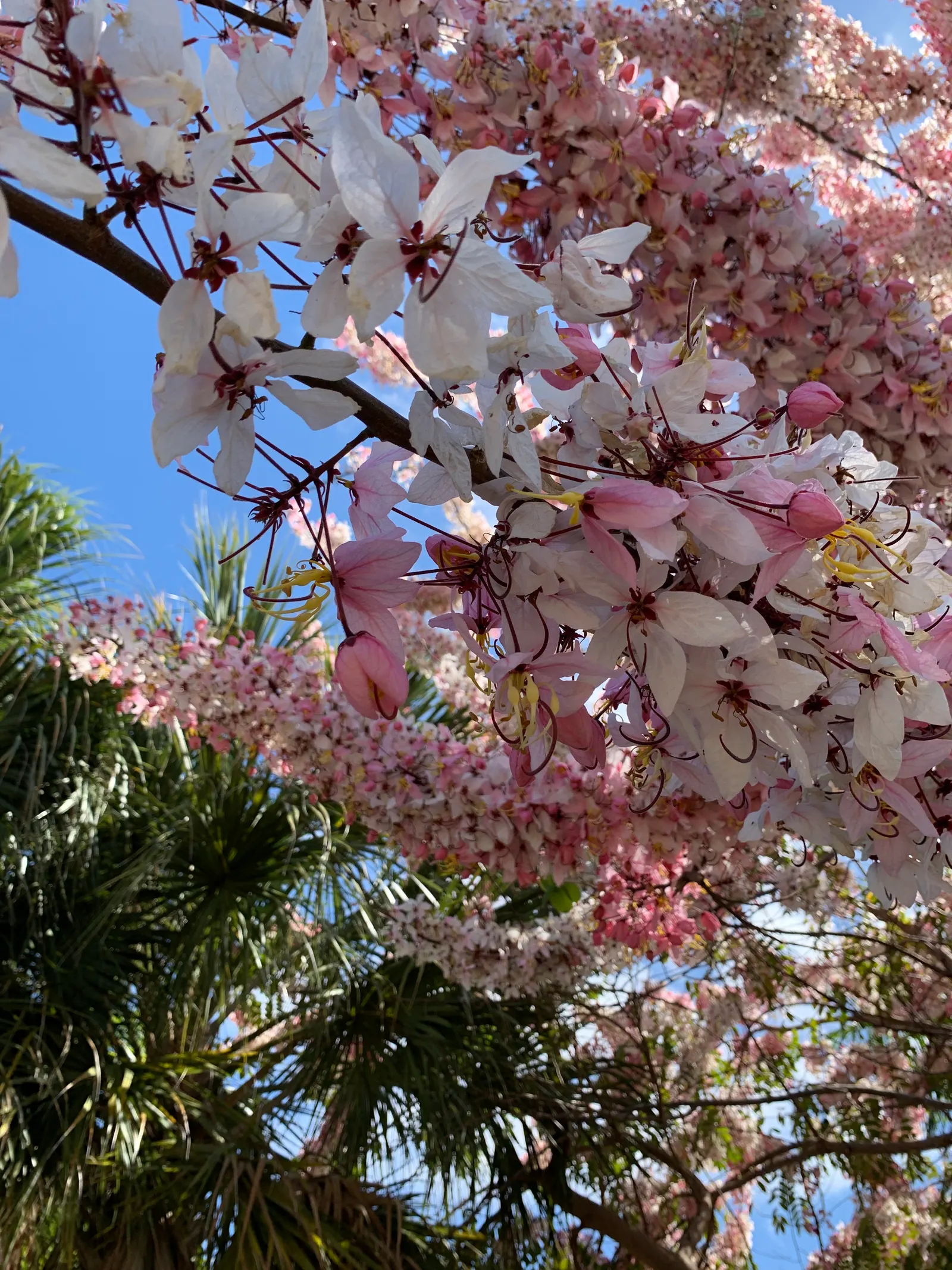 Pink Shower Tree (Cassia Bakeriana) — This semi-deciduous tree reaches up to 30-40 ft in height with a spread of 20-30 ft; tree for full, image 75
