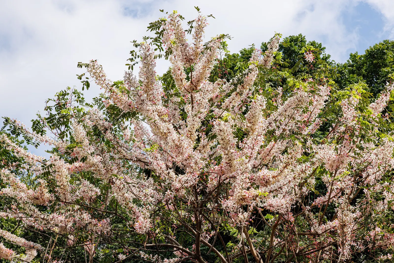 Pink Shower Tree (Cassia Bakeriana) — Its compound leaves are up to 15 to 20 inches long; which are typically around 1 to 2 inches in size