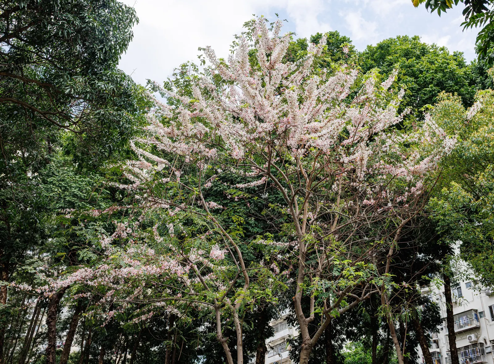 Pink Shower Tree (Cassia Bakeriana) — which are typically around 1 to 2 inches in size; scientifically known as Cassia bakeriana, image 63
