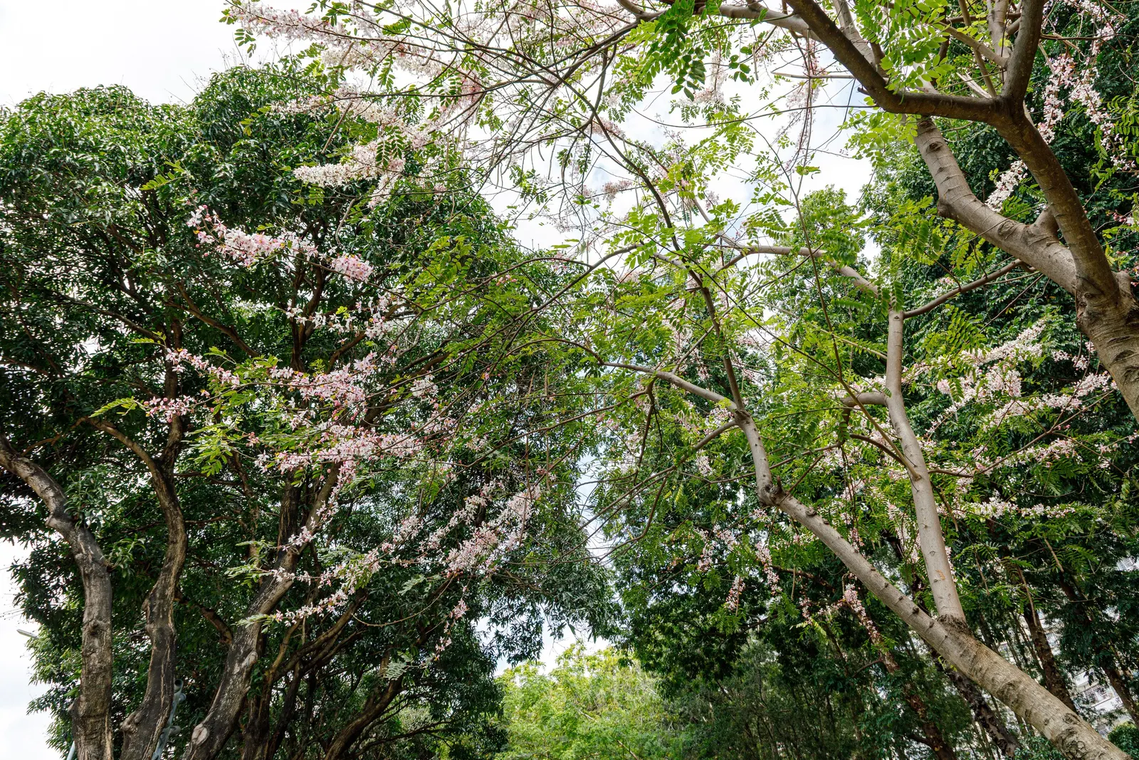 Pink Shower Tree (Cassia Bakeriana) — pink to lavender blossoms in late winter to early spring; umbrella-like form that provides pleasant shade, image 74