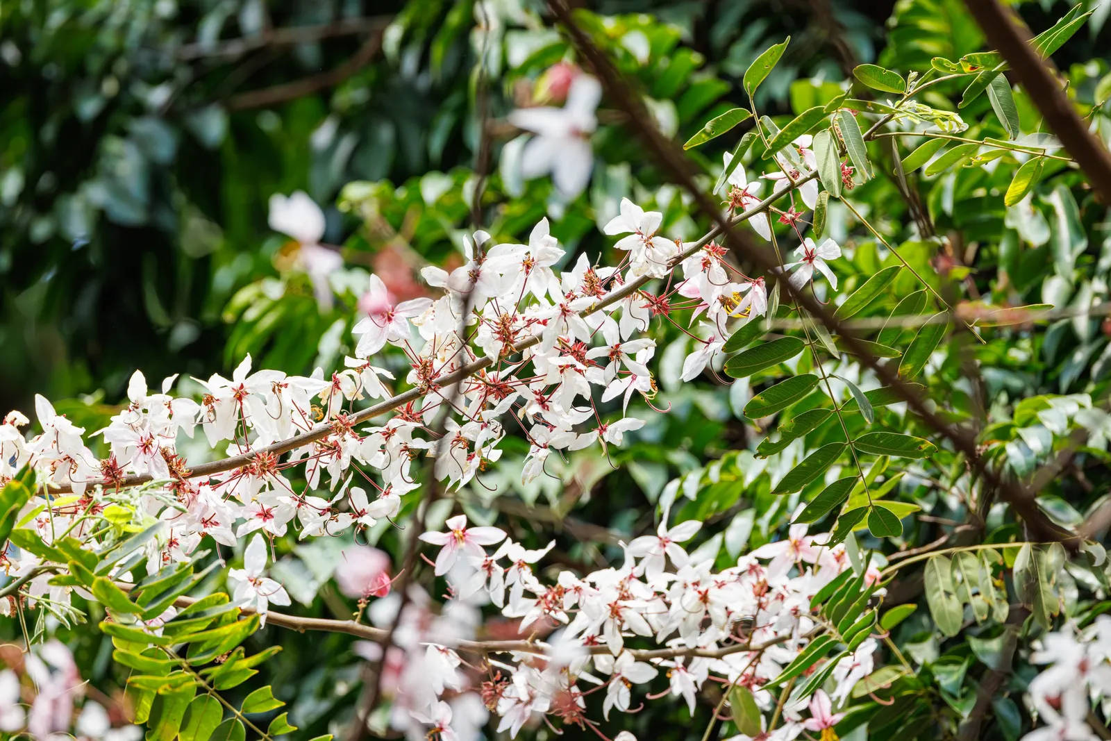 Pink Shower Tree (Cassia Bakeriana) — pink flowers which bloom profusely during its flowering season in late winter to early spring