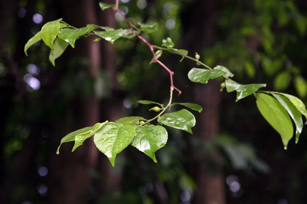 Pink Shower Tree (Cassia Bakeriana) — While it is relatively low-maintenance