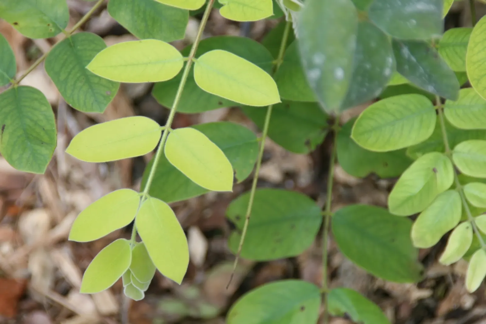 Pink Shower Tree (Cassia Bakeriana) — pink flowers which bloom profusely during its flowering season in late winter to early spring; while it is, image 44