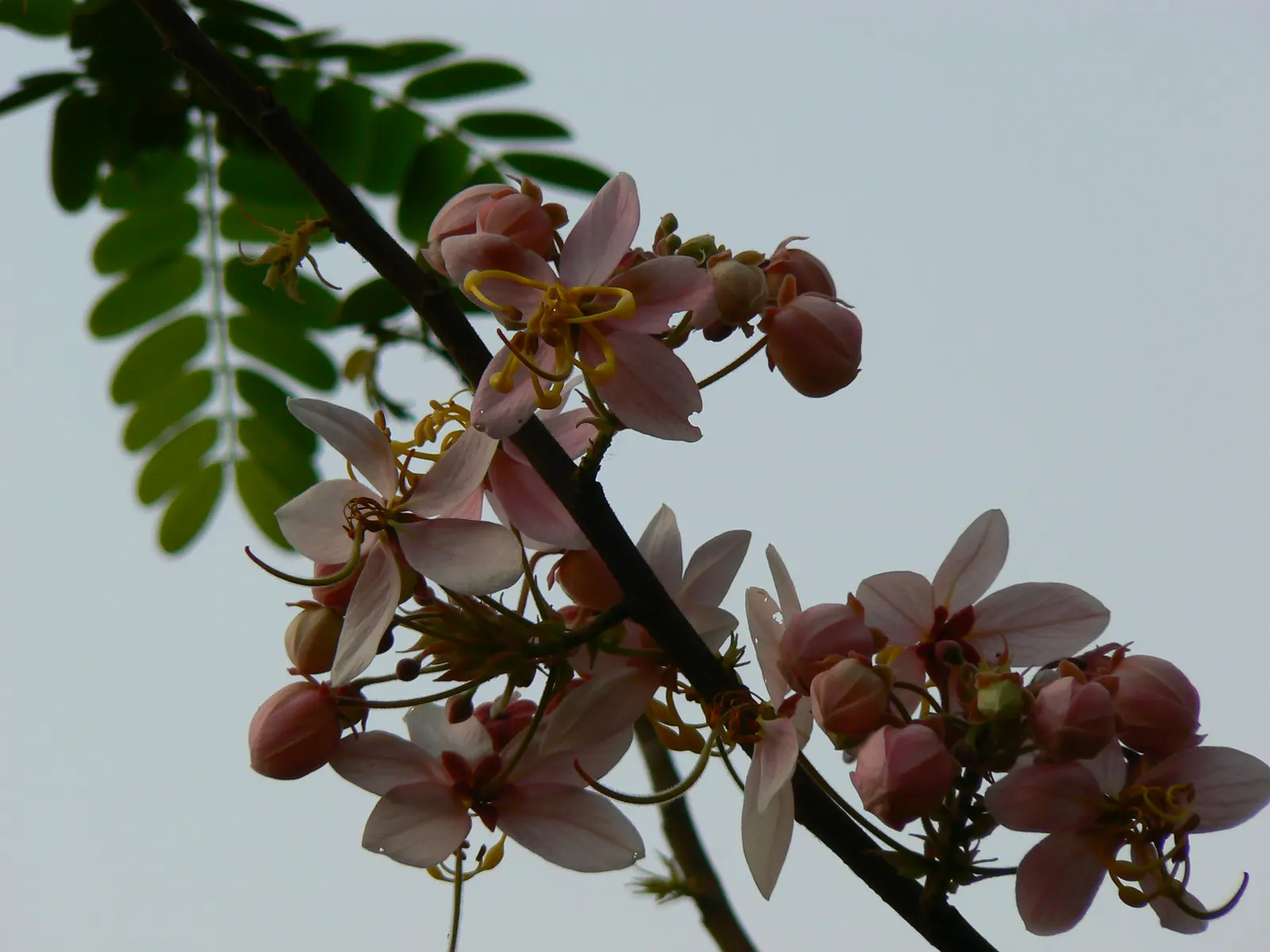 Pink Shower Tree (Cassia Bakeriana) — Its umbrella-like canopy offers dappled shade, making it ideal for accenting gardens or lining streets; is a, image 76