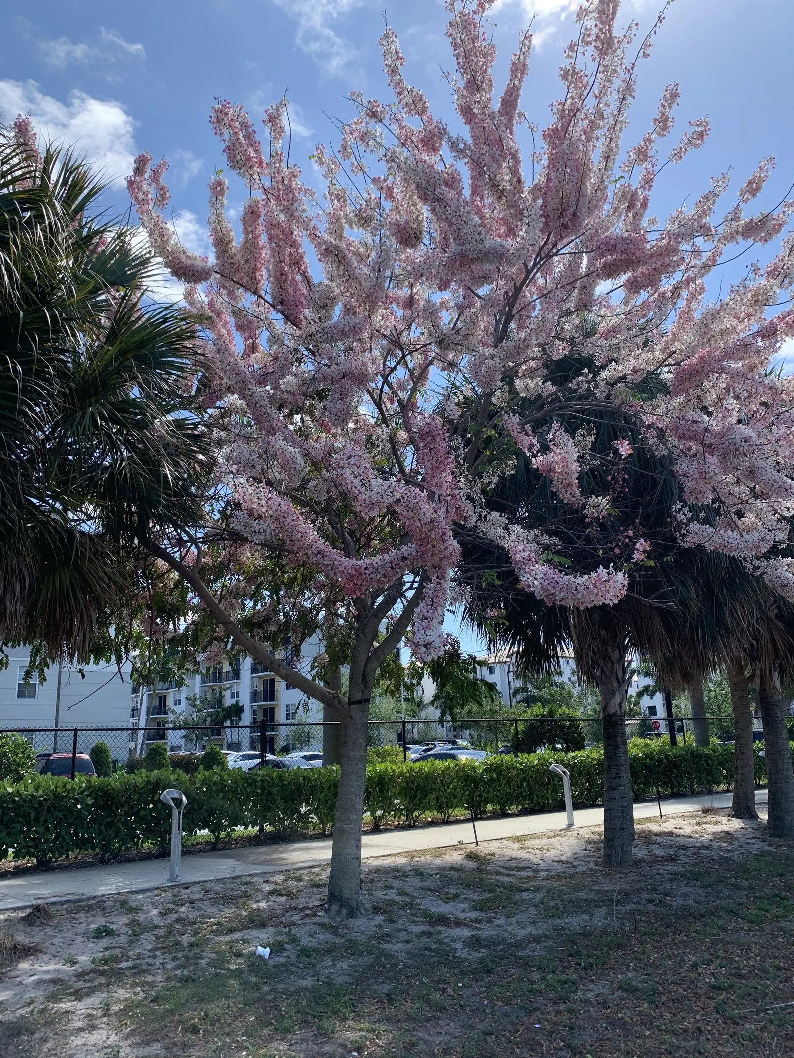 Pink Shower Tree (Cassia Bakeriana) — Its non-invasive root system makes it suitable for residential gardens or street planting