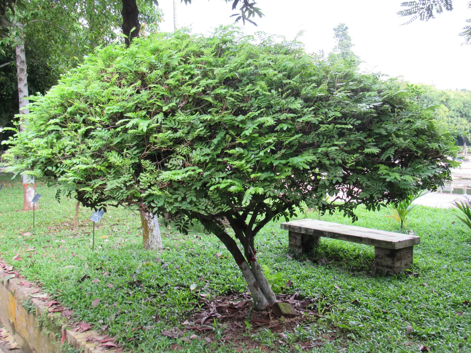 Pink Shower Tree (Cassia Bakeriana) — dazzles with clusters of fragrant; its umbrella-like canopy offers dappled shade, making it ideal for accenting gardens