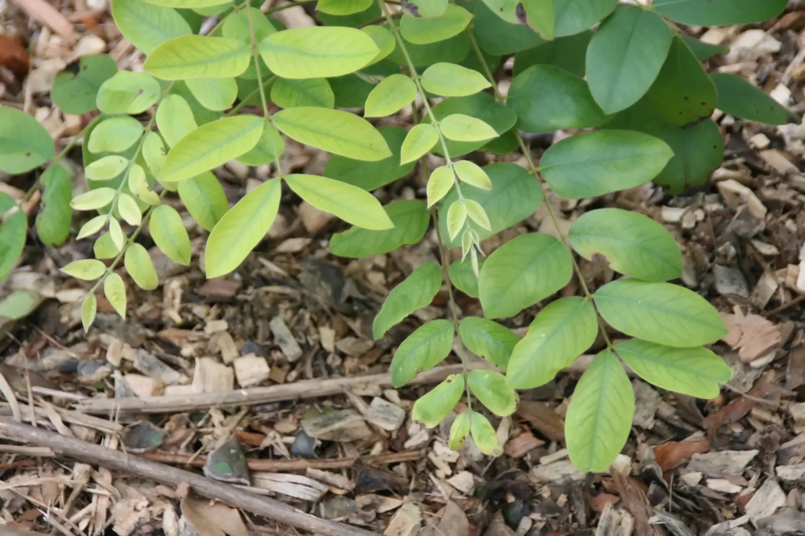 Pink Shower Tree (Cassia Bakeriana) — dazzles with clusters of fragrant; its umbrella-like canopy offers dappled shade, making it ideal for, image 55