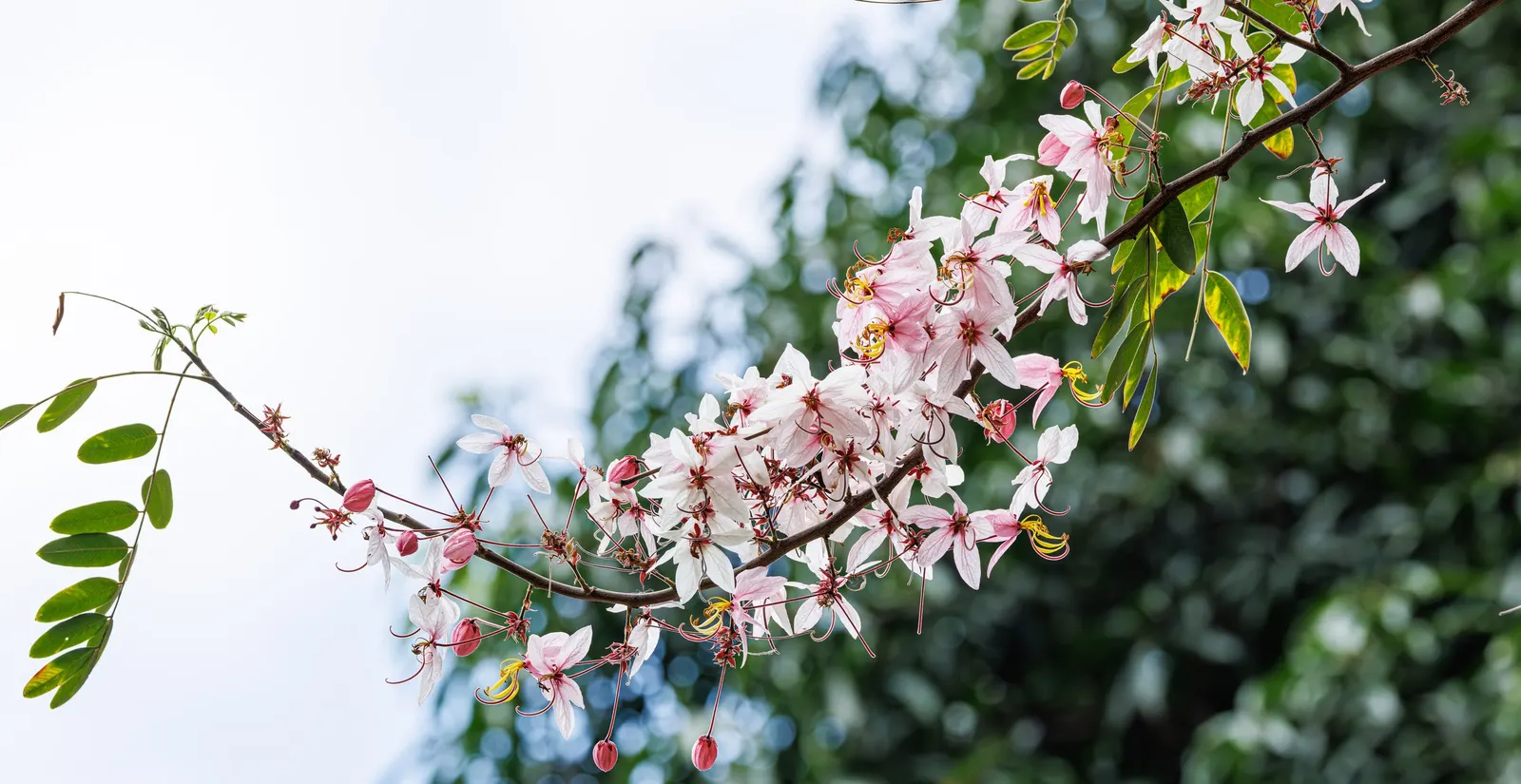 Pink Shower Tree (Cassia Bakeriana) — which are typically around 1 to 2 inches in size; scientifically known as Cassia bakeriana, image 45