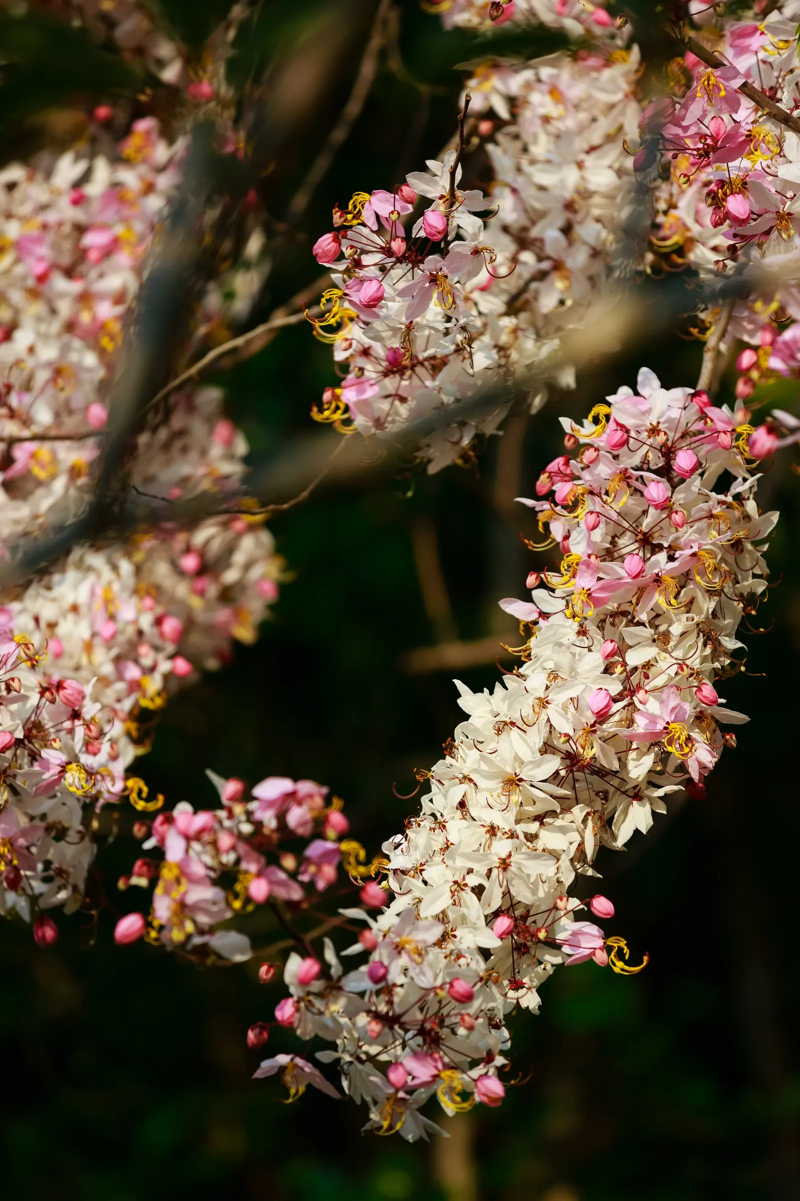 Pink Shower Tree (Cassia Bakeriana) — imparting a lush green aesthetic throughout the growing season.<br><br>For optimal growth; its non-invasive root system