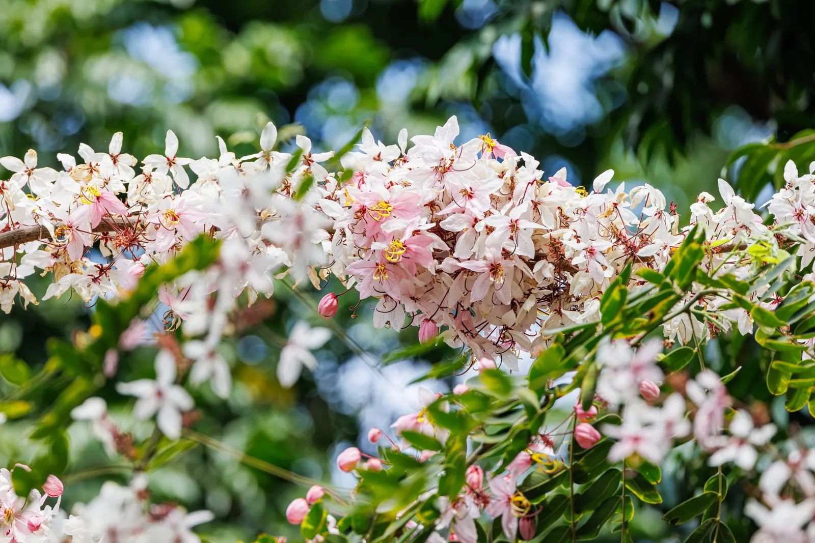 Pink Shower Tree (Cassia Bakeriana) — Its umbrella-like canopy offers dappled shade, making it ideal for accenting gardens or lining streets; is a, image 40