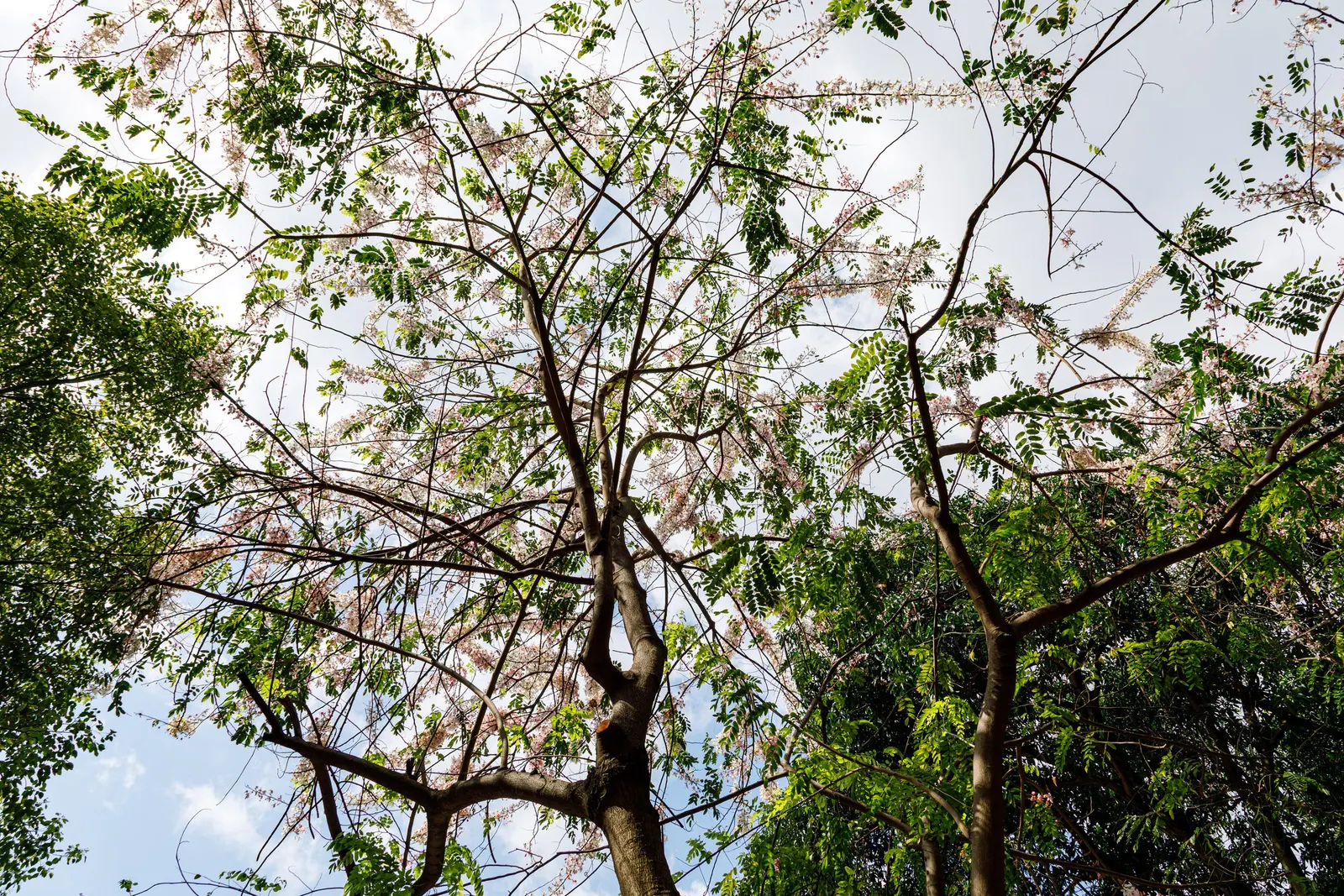 Pink Shower Tree (Cassia Bakeriana) — Its umbrella-like canopy offers dappled shade, making it ideal for accenting gardens or lining streets; is a stunning