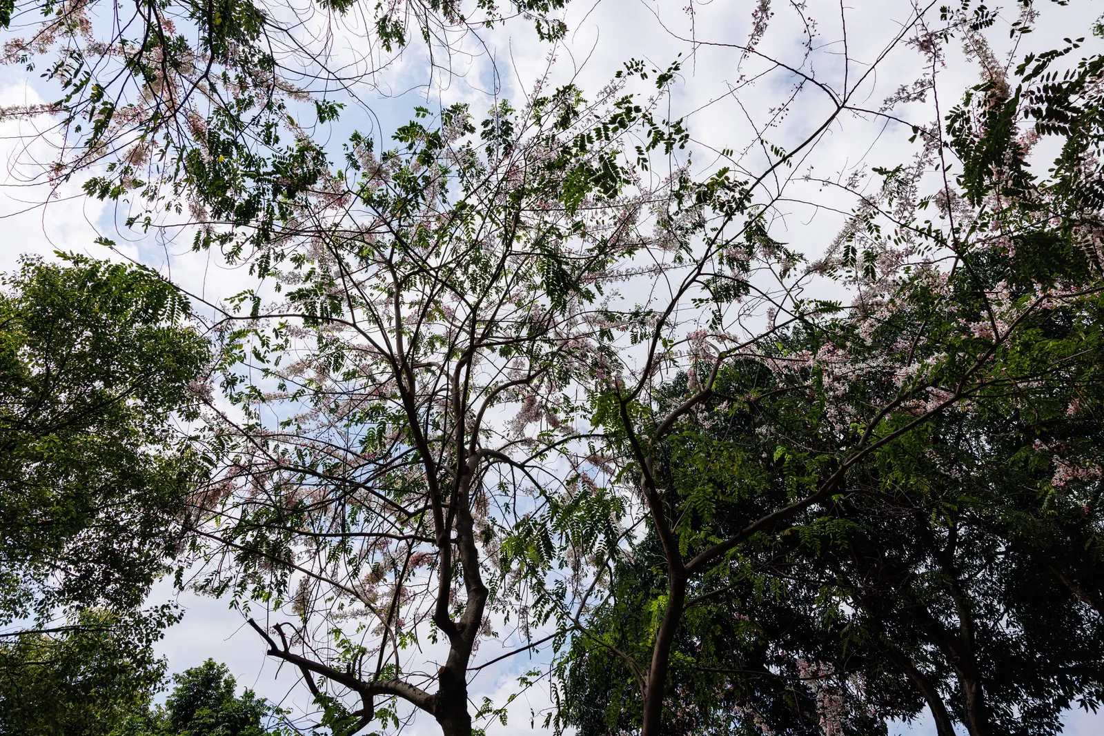 Pink Shower Tree (Cassia Bakeriana) — While it is relatively low-maintenance; pink flowers which bloom profusely during its flowering season in, image 53