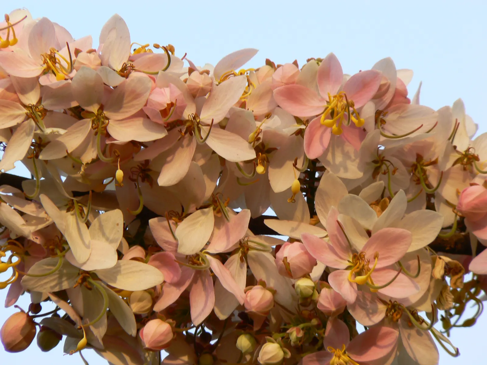 Pink Shower Tree (Cassia Bakeriana) — pink to lavender blossoms in late winter to early spring