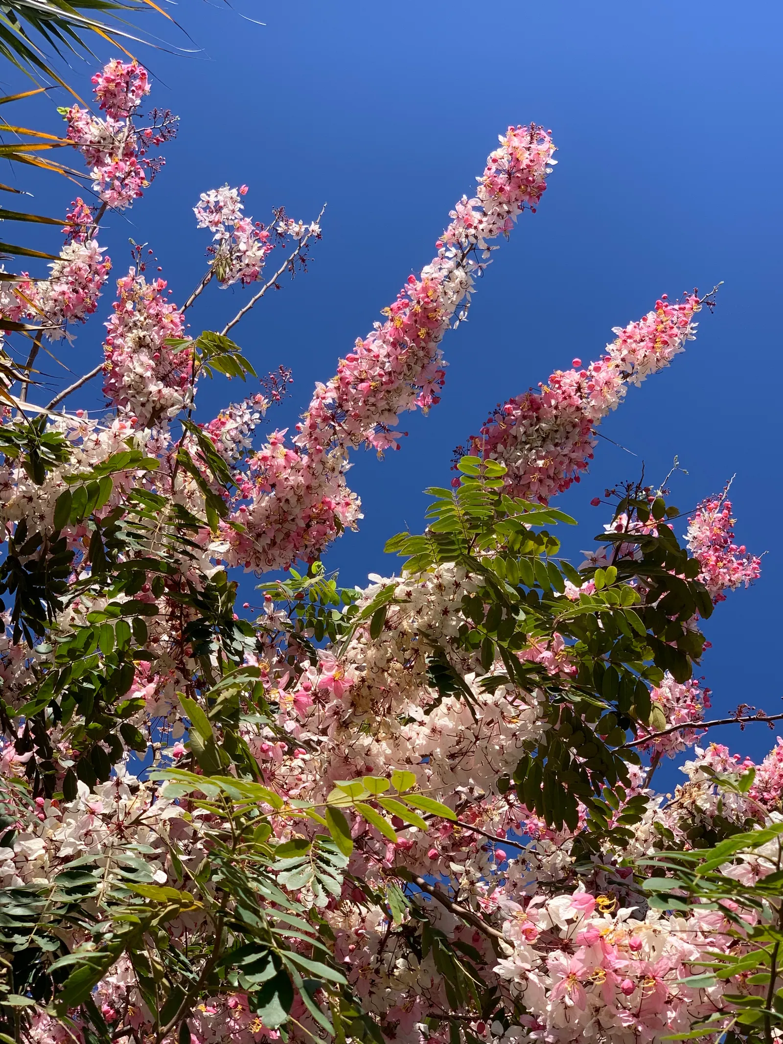 Pink Shower Tree (Cassia Bakeriana) — pink to lavender blossoms in late winter to early spring; umbrella-like form that provides pleasant shade