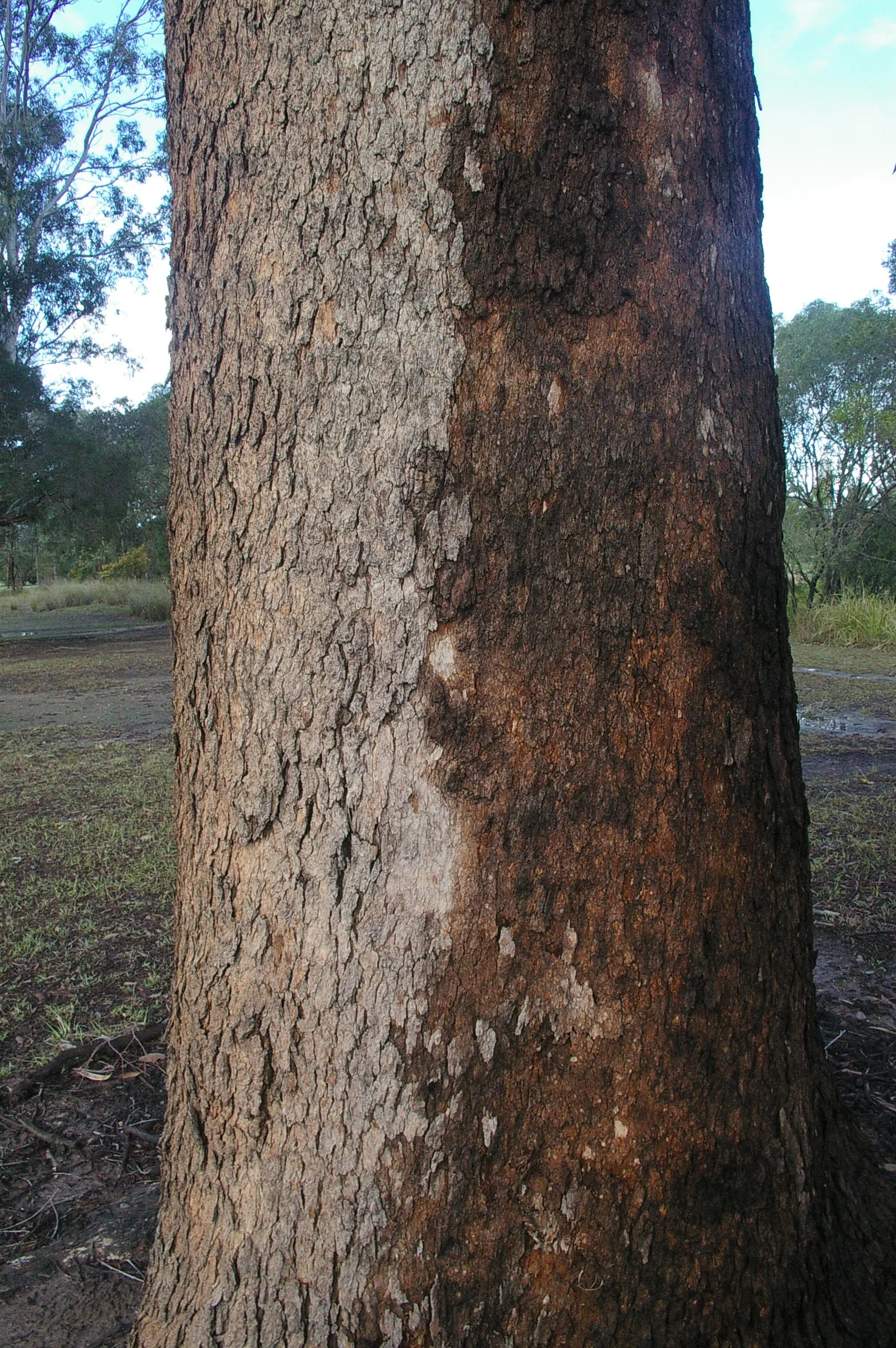 Pink Shower Tree (Cassia Bakeriana) — tree for full; the tree is moderately tolerant to drought once established, image 54