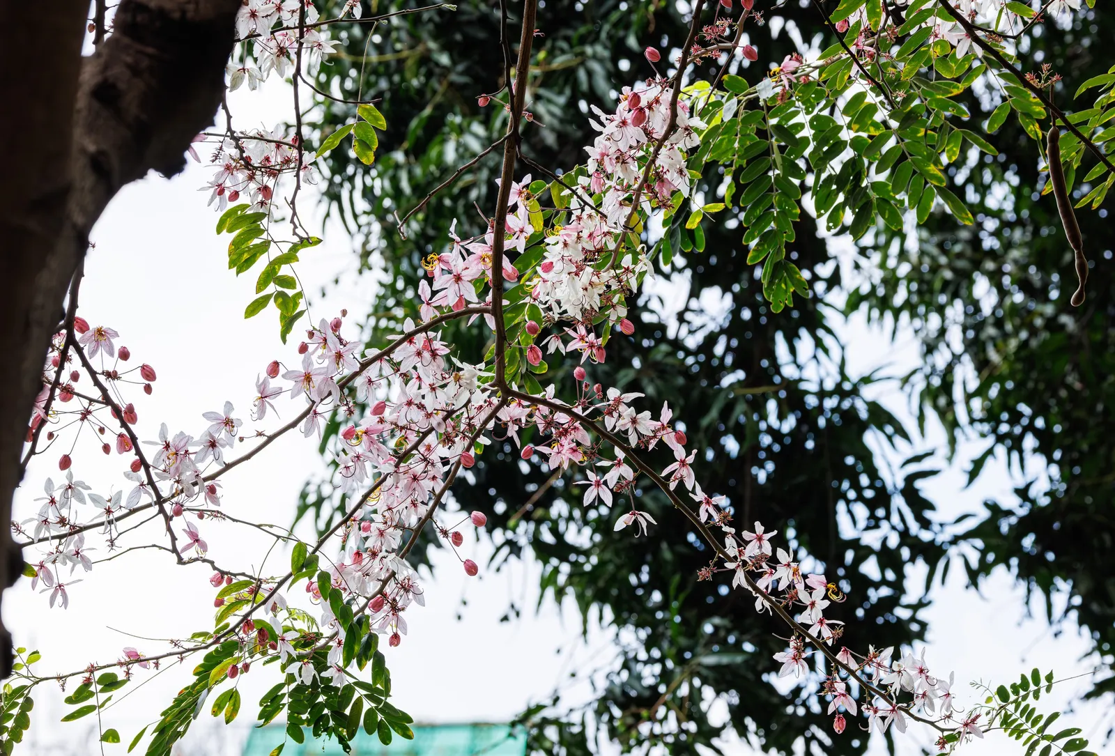 Pink Shower Tree (Cassia Bakeriana) — scientifically known as Cassia bakeriana; this semi-deciduous tree reaches up to 30-40 ft in height with a, image 60