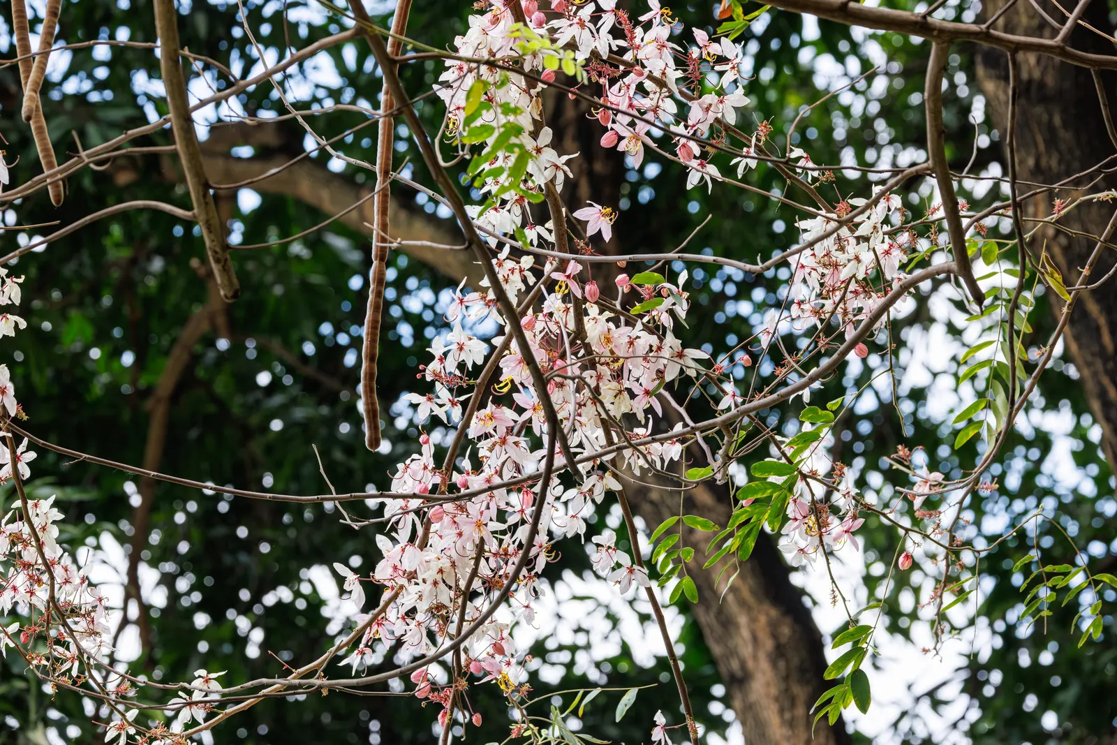 Pink Shower Tree (Cassia Bakeriana) — Its compound leaves are up to 15 to 20 inches long