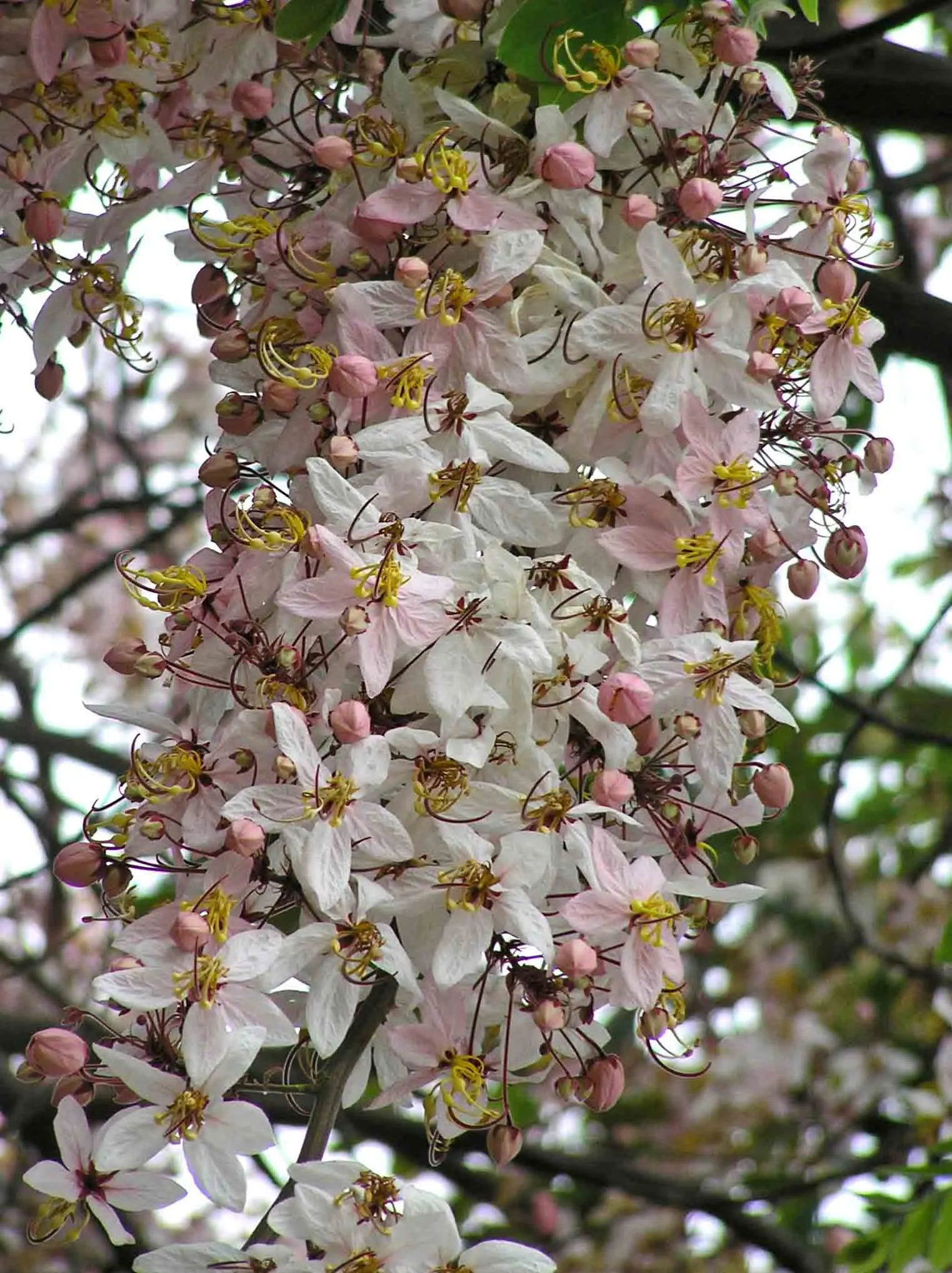 Pink Shower Tree (Cassia Bakeriana) — The tree is moderately tolerant to drought once established; its compound leaves are up to 15 to 20 inches long