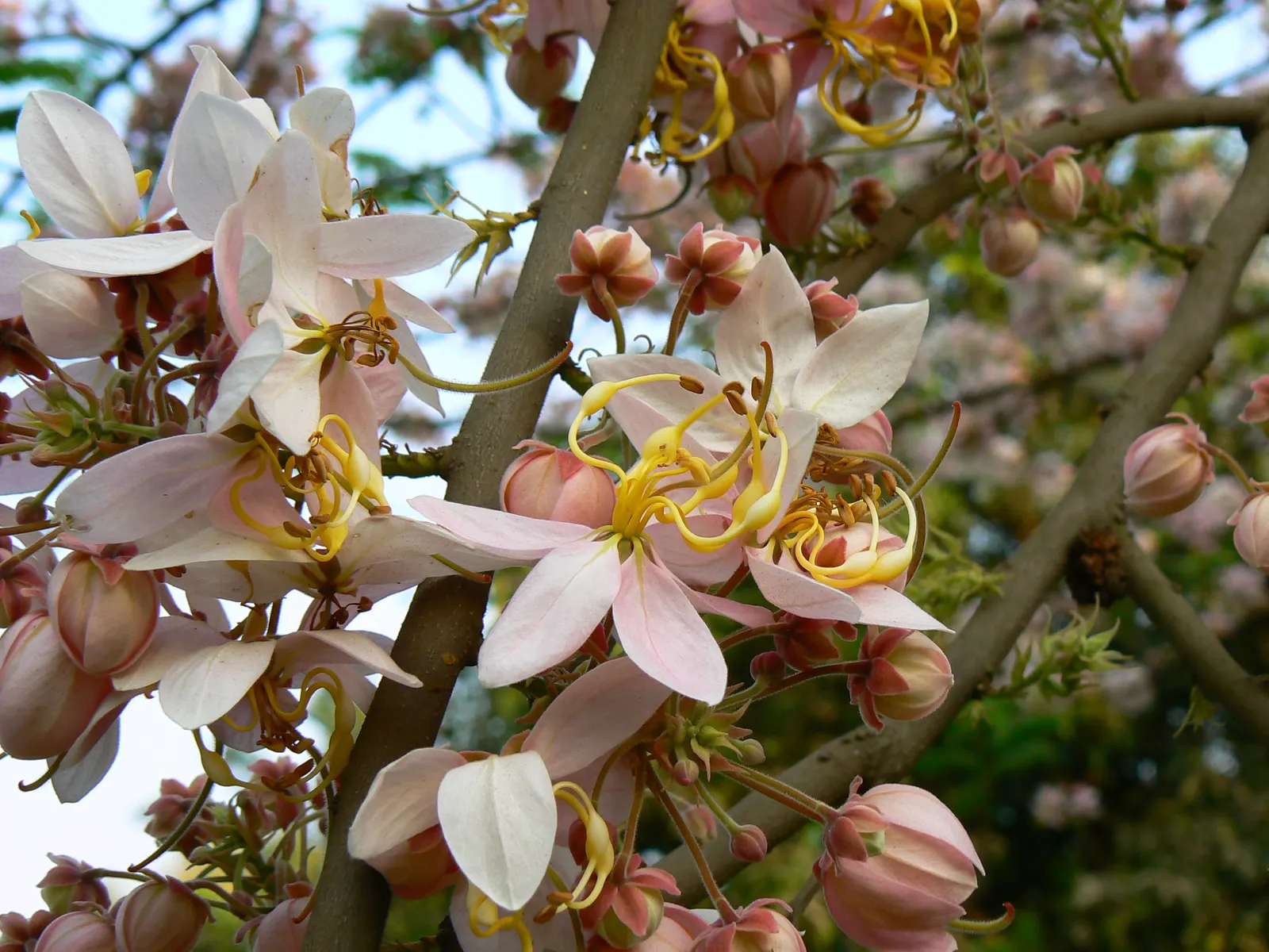 Pink Shower Tree (Cassia Bakeriana) — Its umbrella-like canopy offers dappled shade, making it ideal for accenting gardens or lining streets; is a, image 58