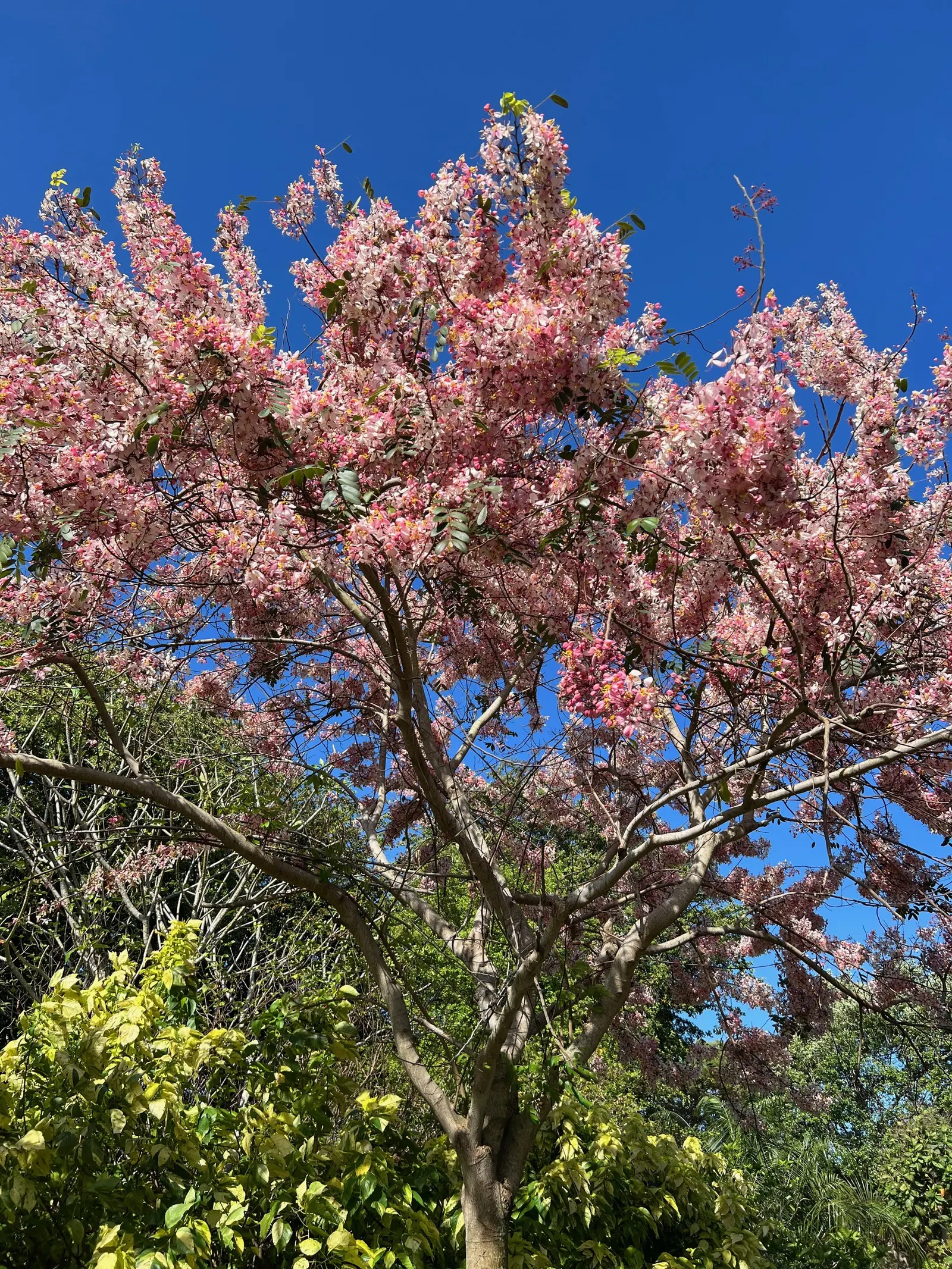 Pink Shower Tree (Cassia Bakeriana) — tree for full; the tree is moderately tolerant to drought once established, image 72