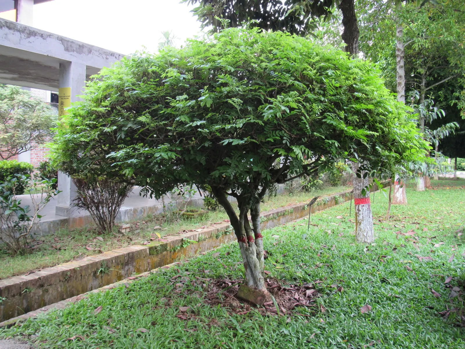Pink Shower Tree (Cassia Bakeriana) — which are typically around 1 to 2 inches in size; scientifically known as Cassia bakeriana
