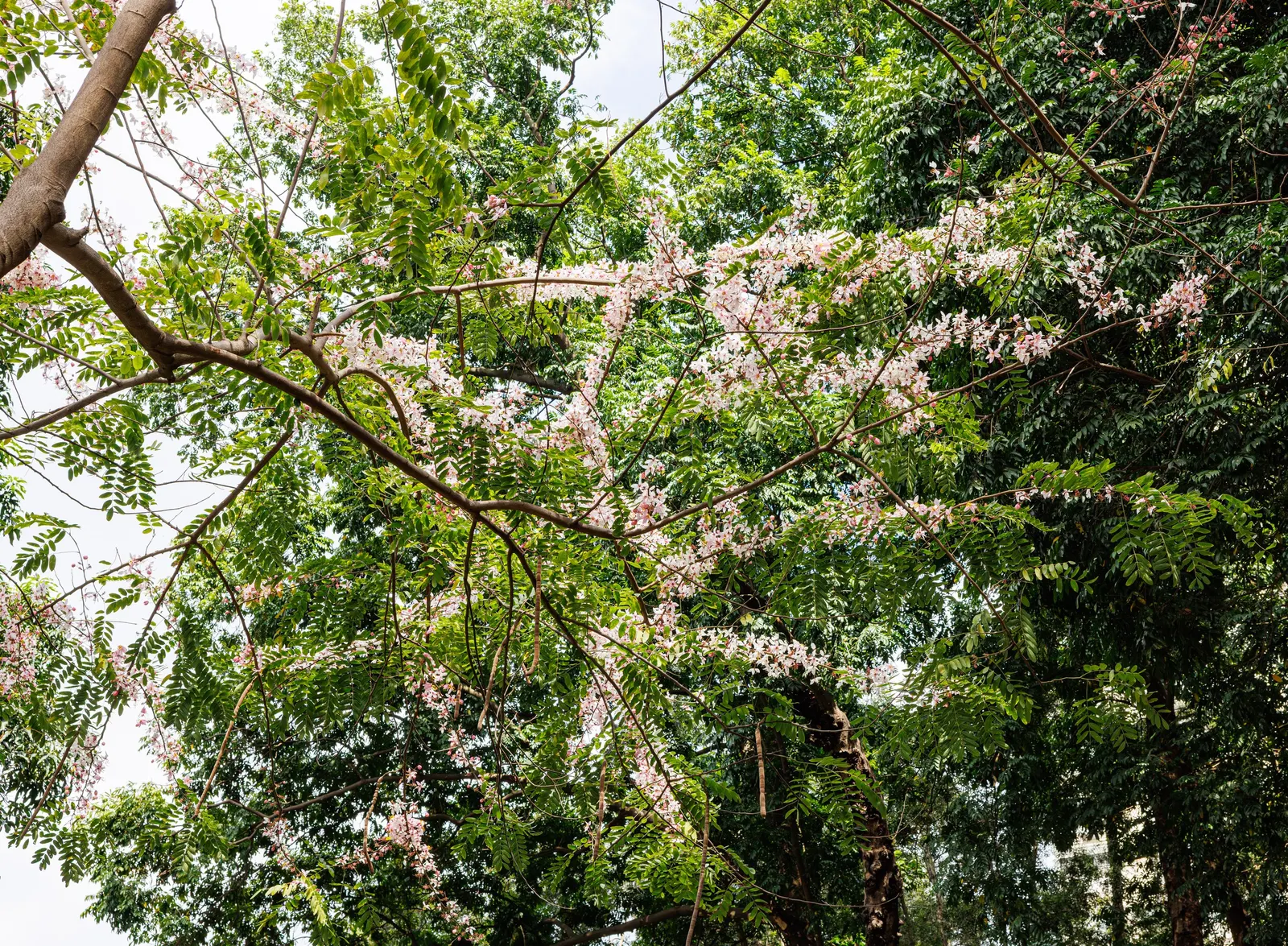 Pink Shower Tree (Cassia Bakeriana) — The tree is moderately tolerant to drought once established; its compound leaves are up to 15 to 20 inches, image 69