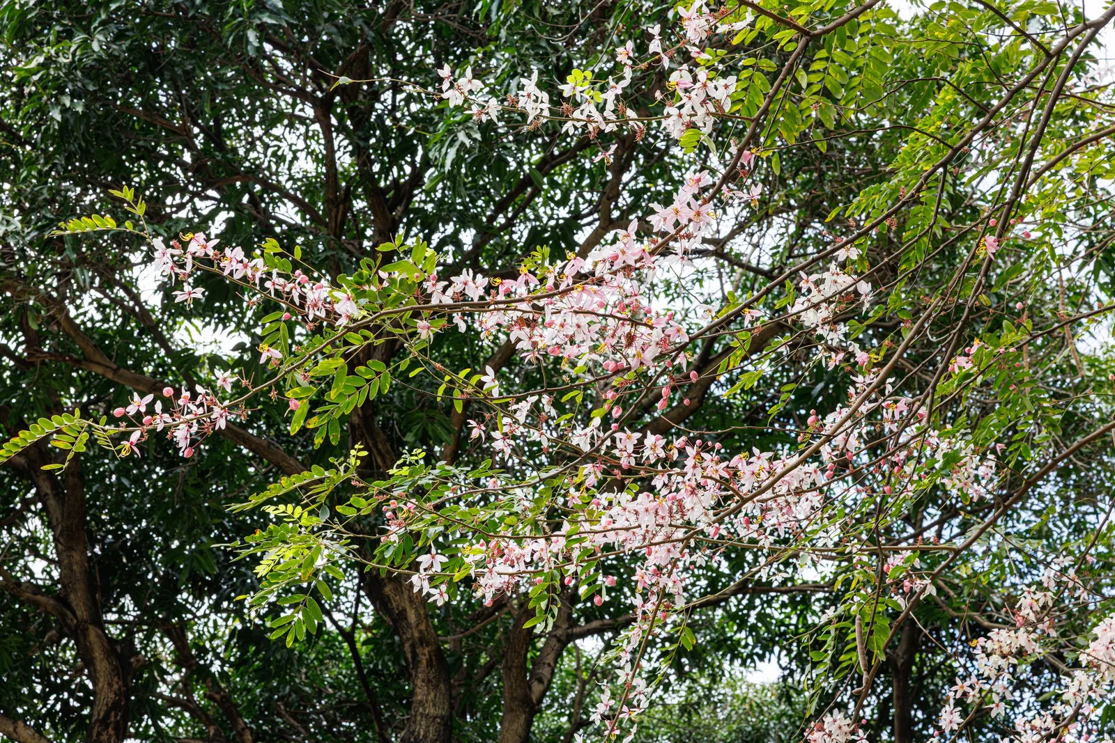 Pink Shower Tree (Cassia Bakeriana) — imparting a lush green aesthetic throughout the growing season.<br><br>For optimal growth; its non-invasive, image 67